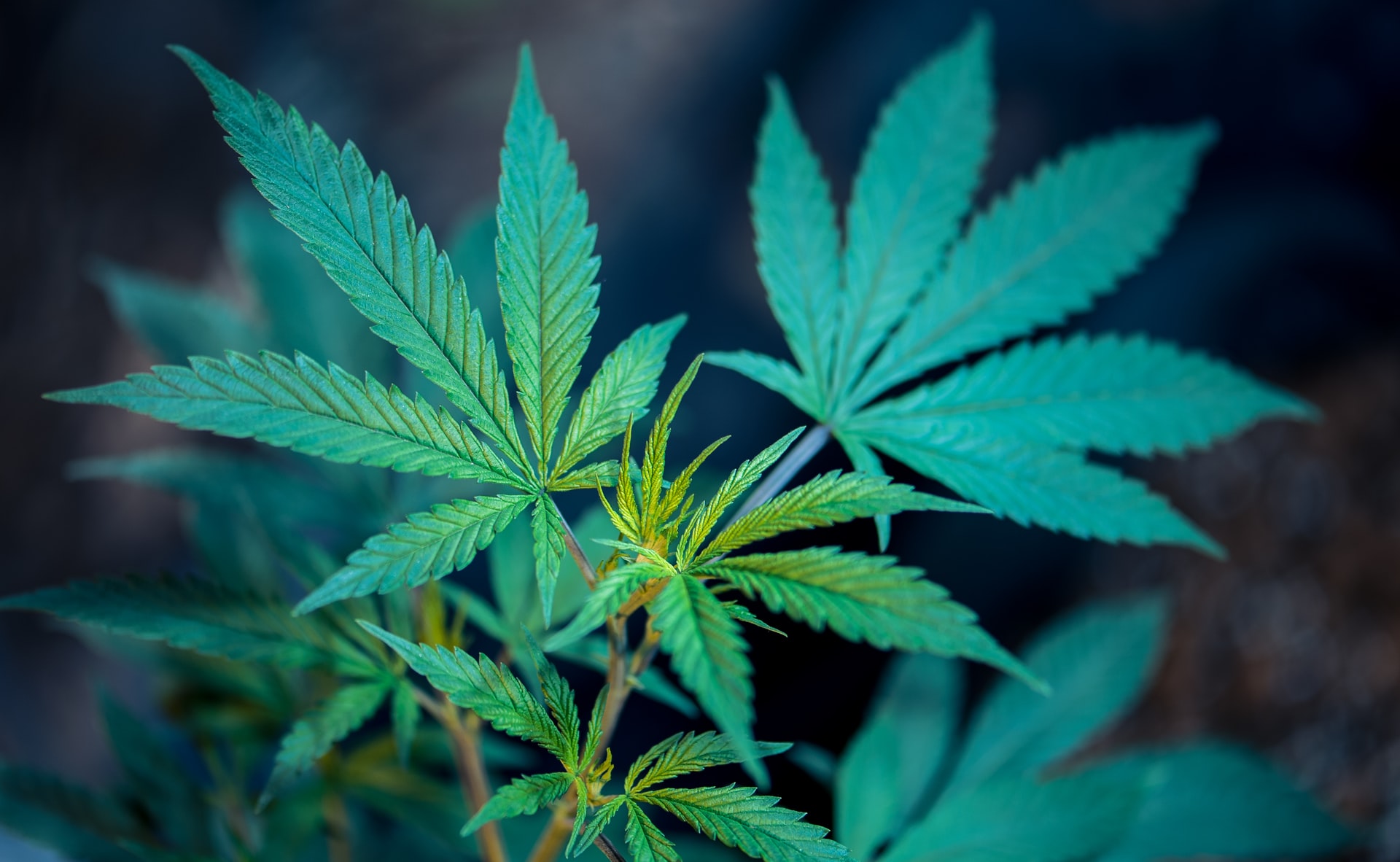 cannabis plant