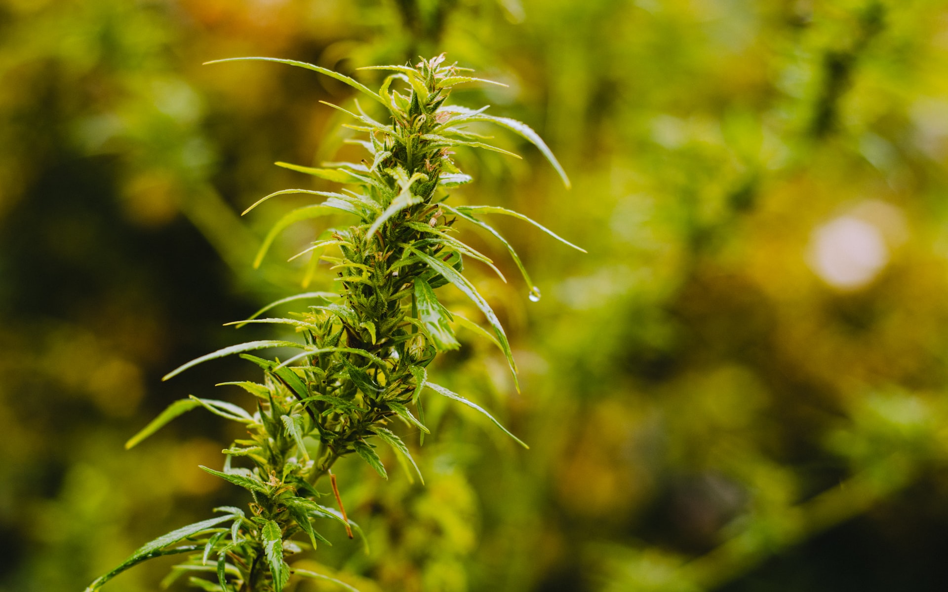 close up cannabis plant flowering