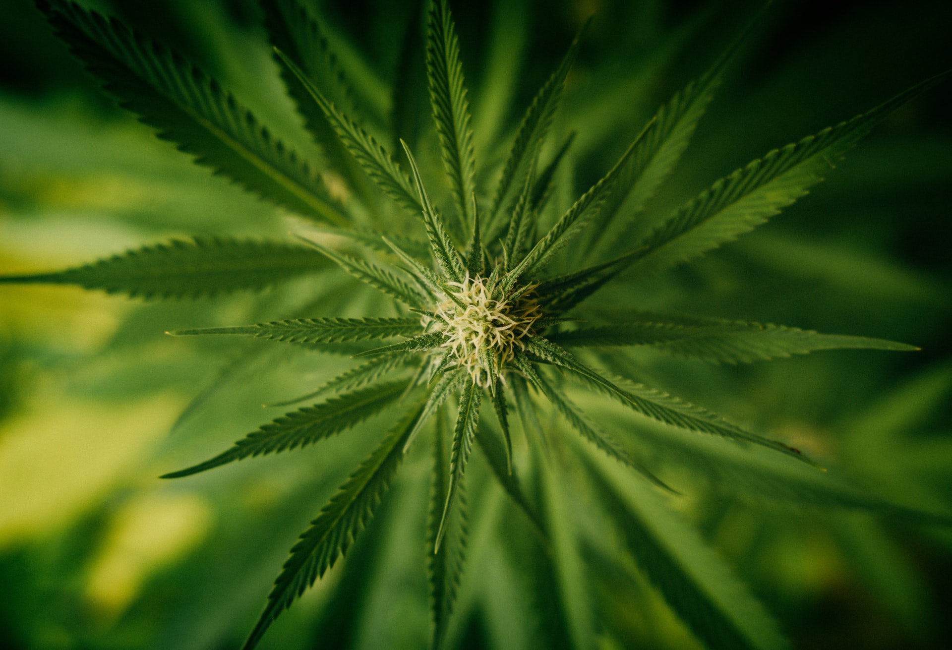 close up of hemp leaf