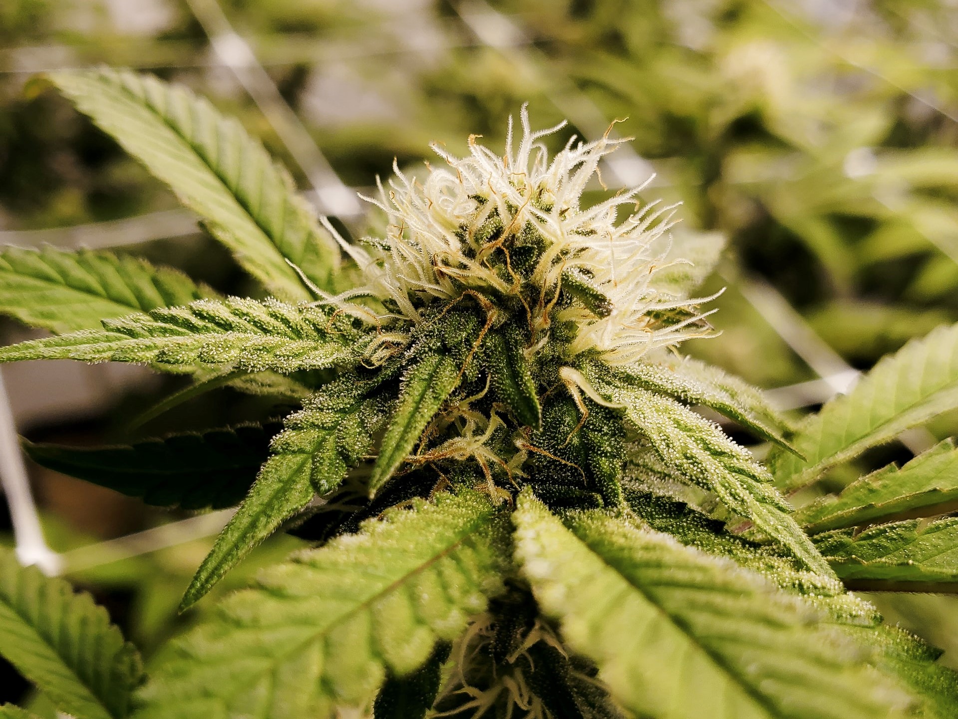 close up of marijuana flower