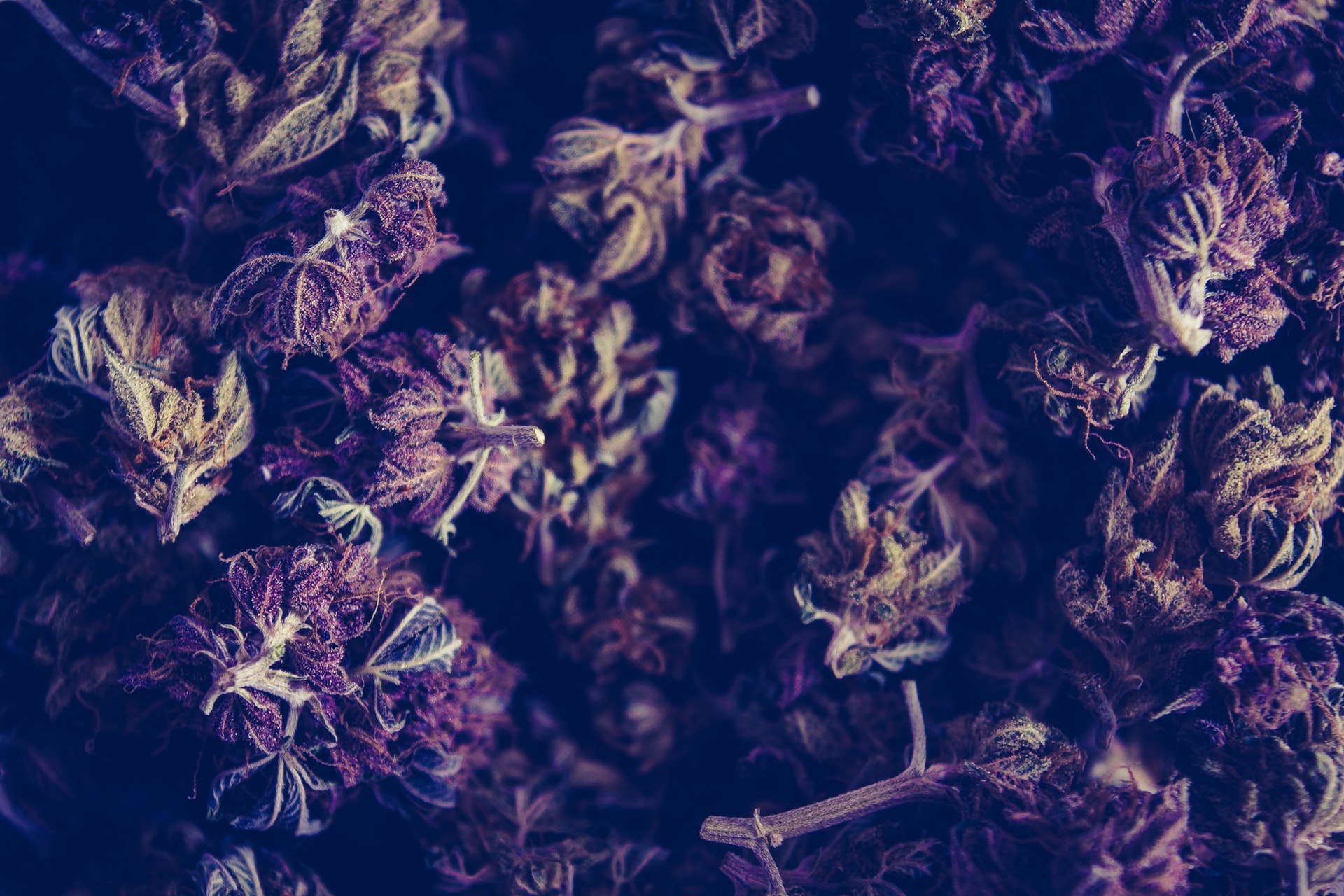 hemp flowers close up in purple light