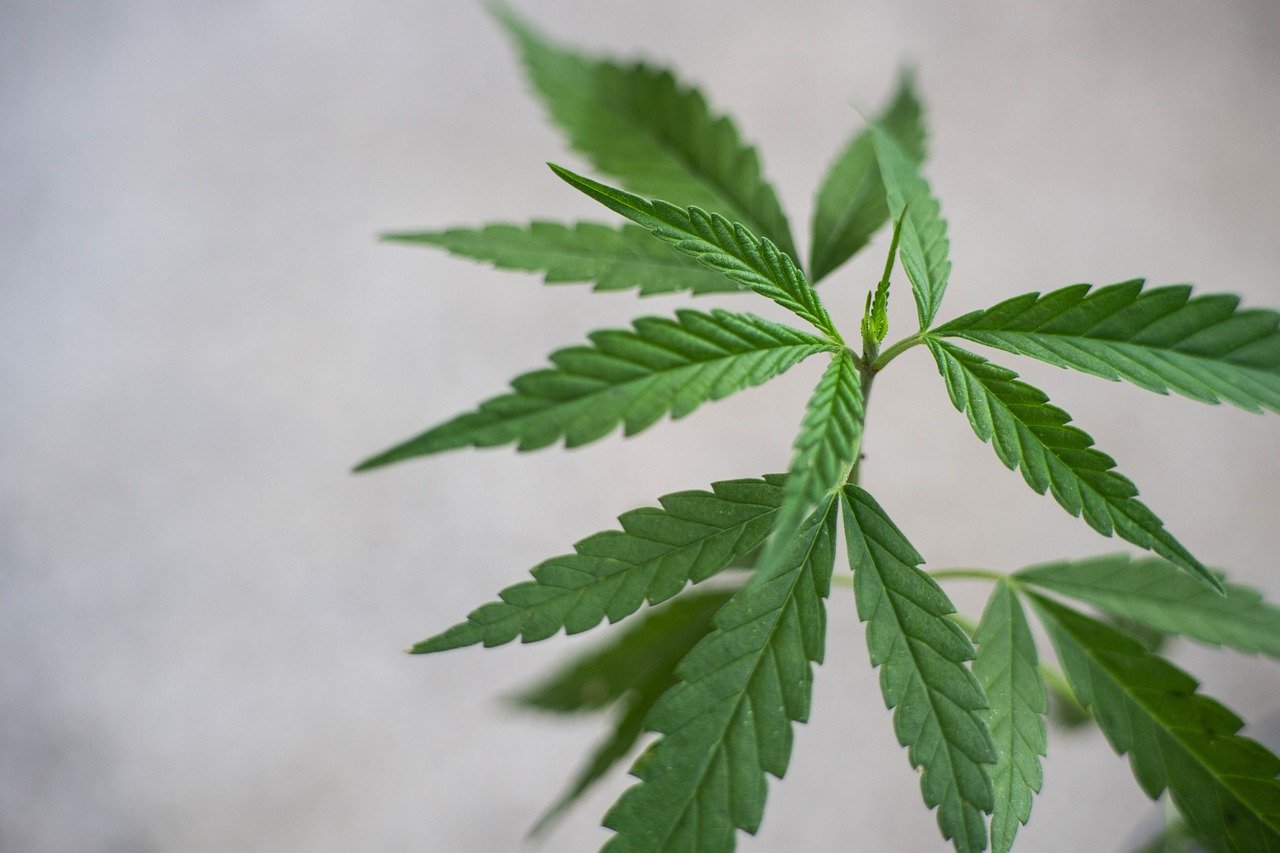 hemp leaves on grey background