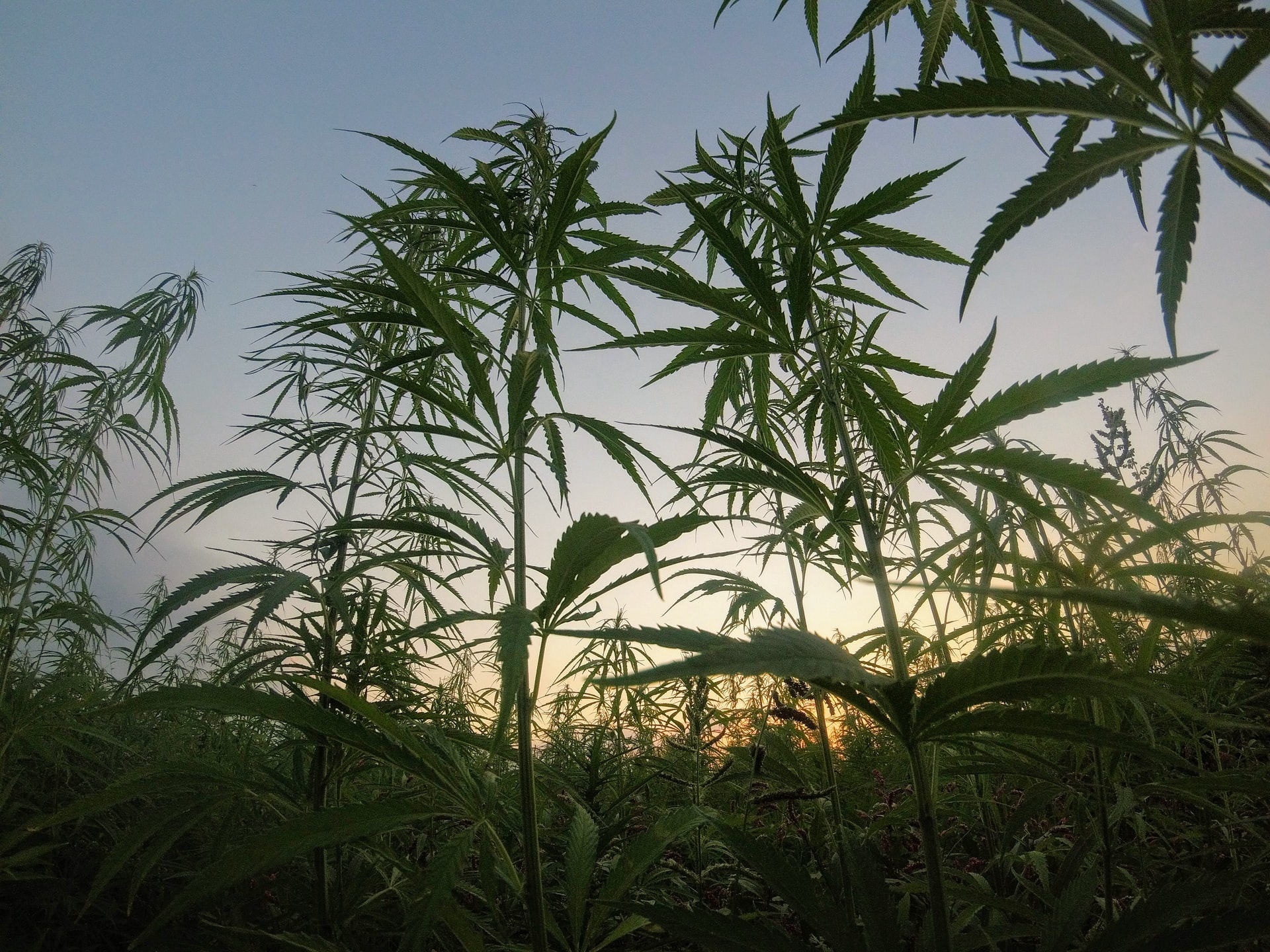 hemp plants growing outside