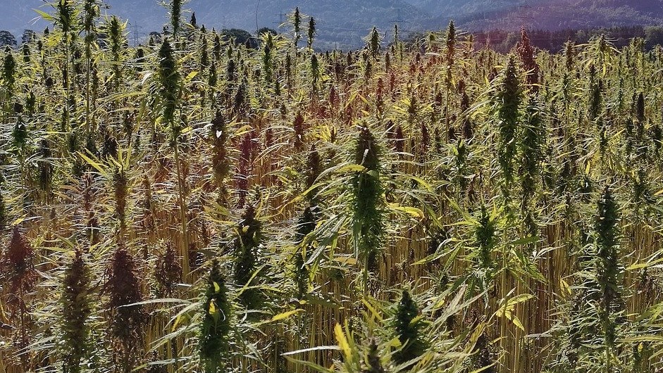 huge hemp field