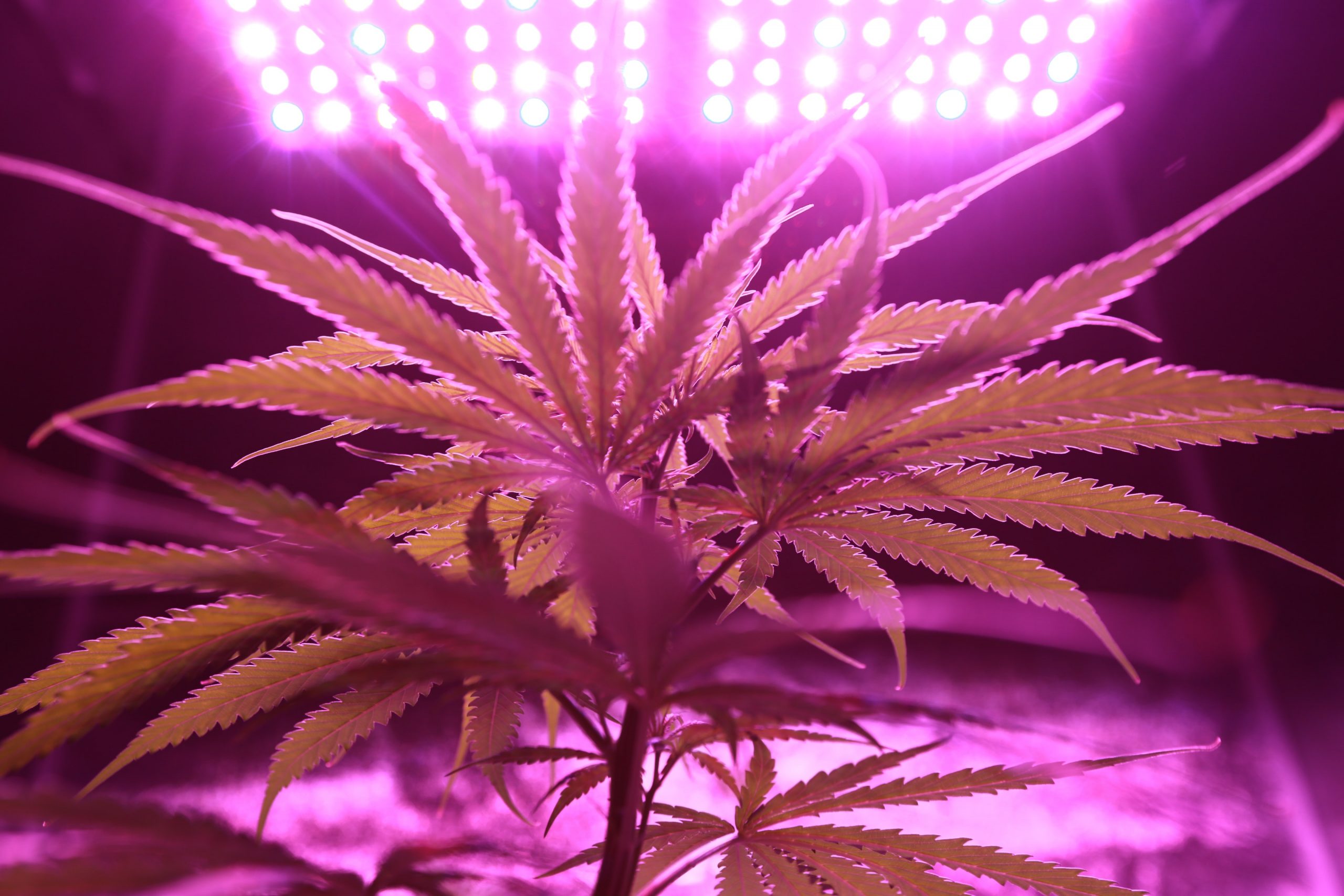 indoor cannabis leaf in pink light