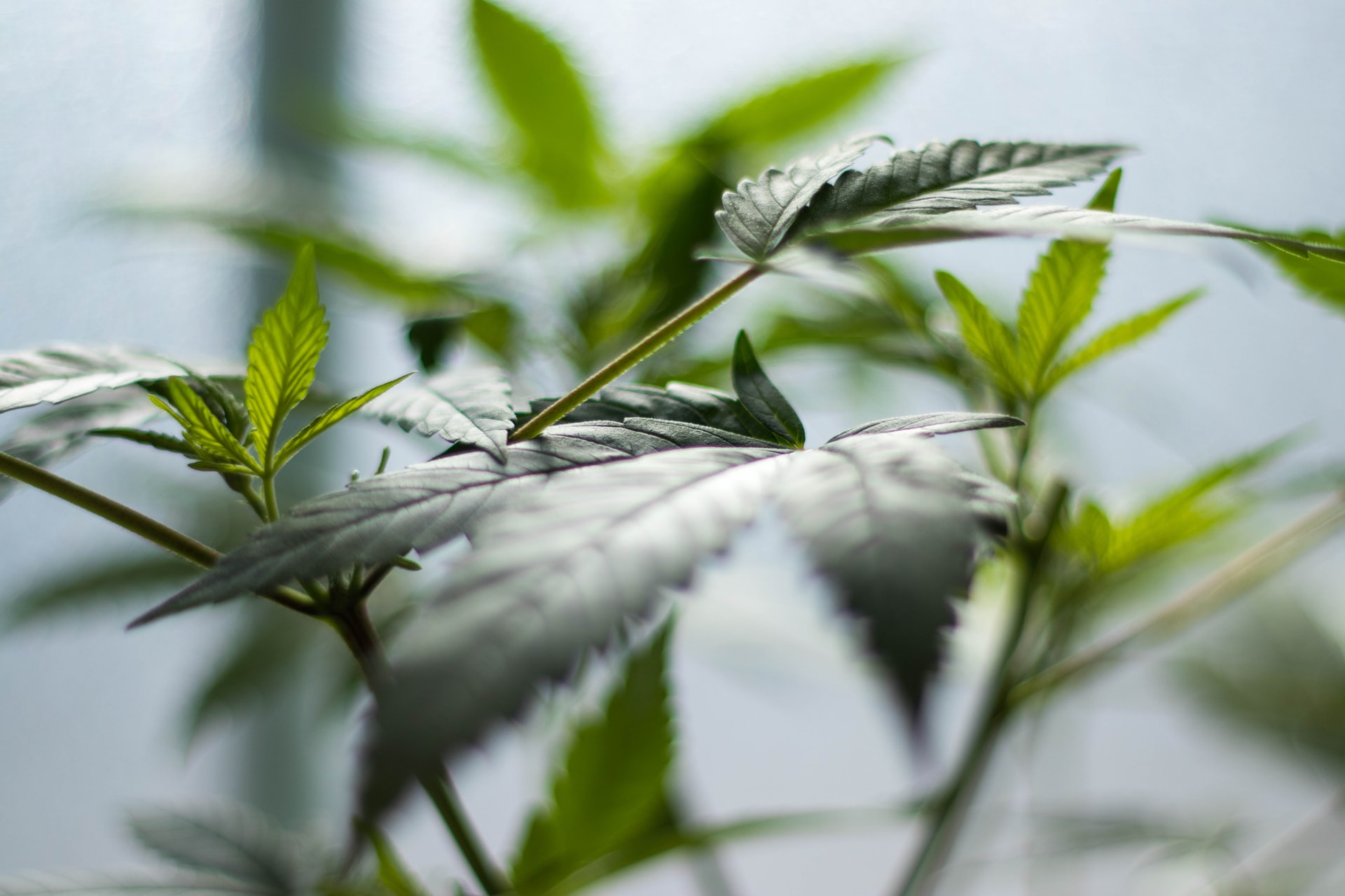 leaves of cannabis plant