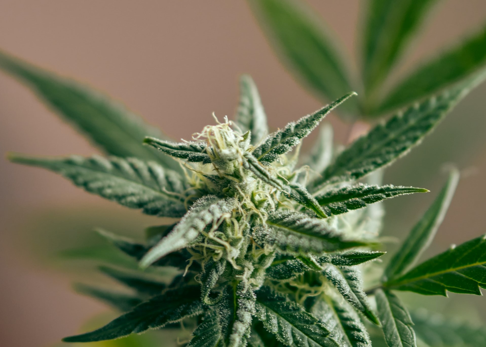 marijuana flowers on blurry brown backdrop
