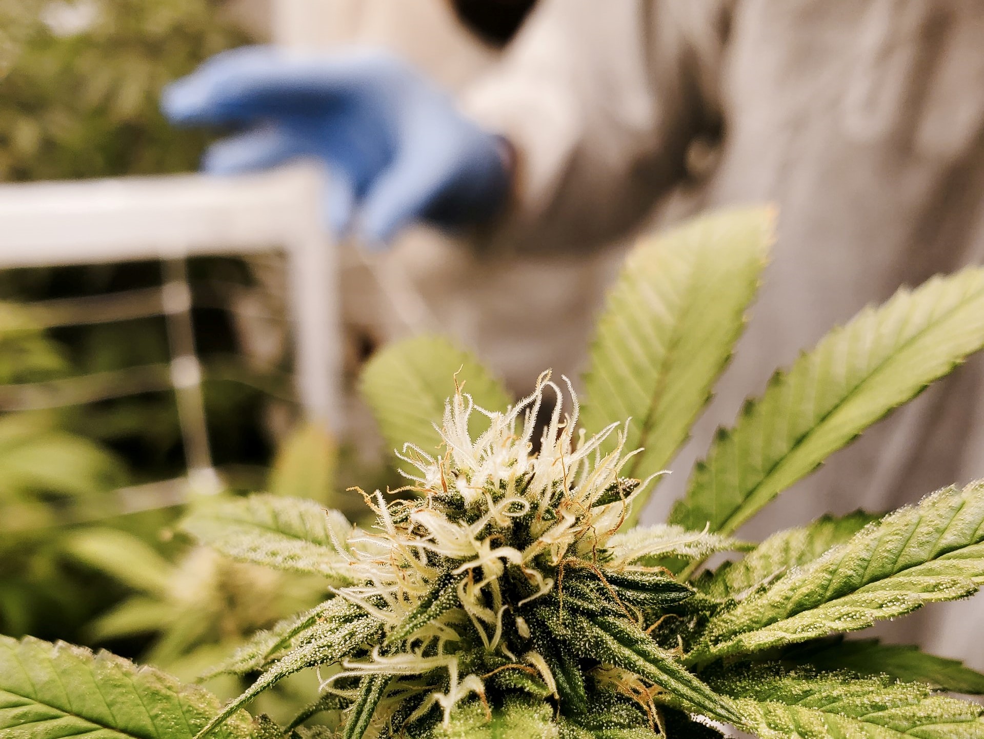 marijuana plant with person in white suit behind