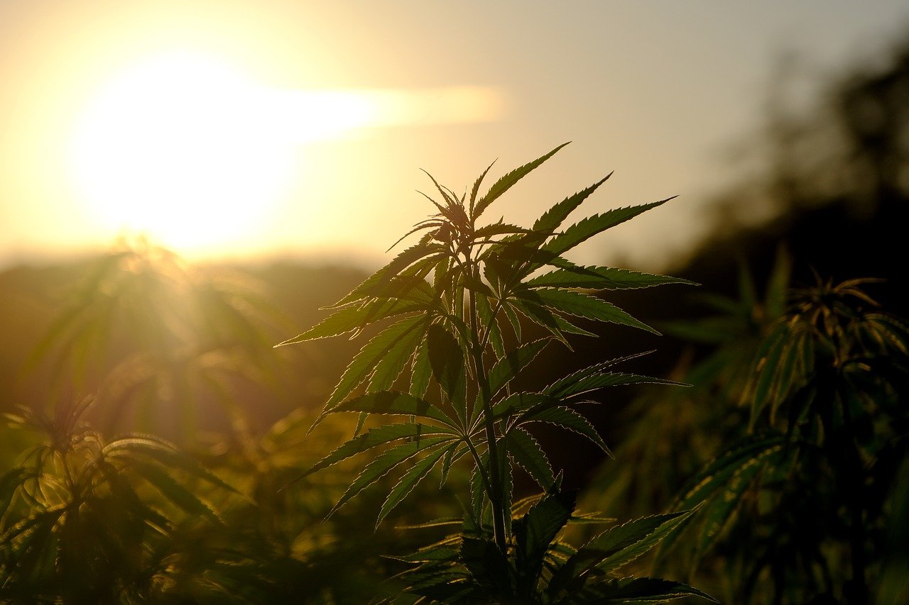 outdoor hemp plants in front of sunset