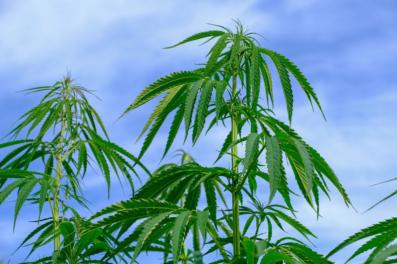 outdoor tall hemp plants