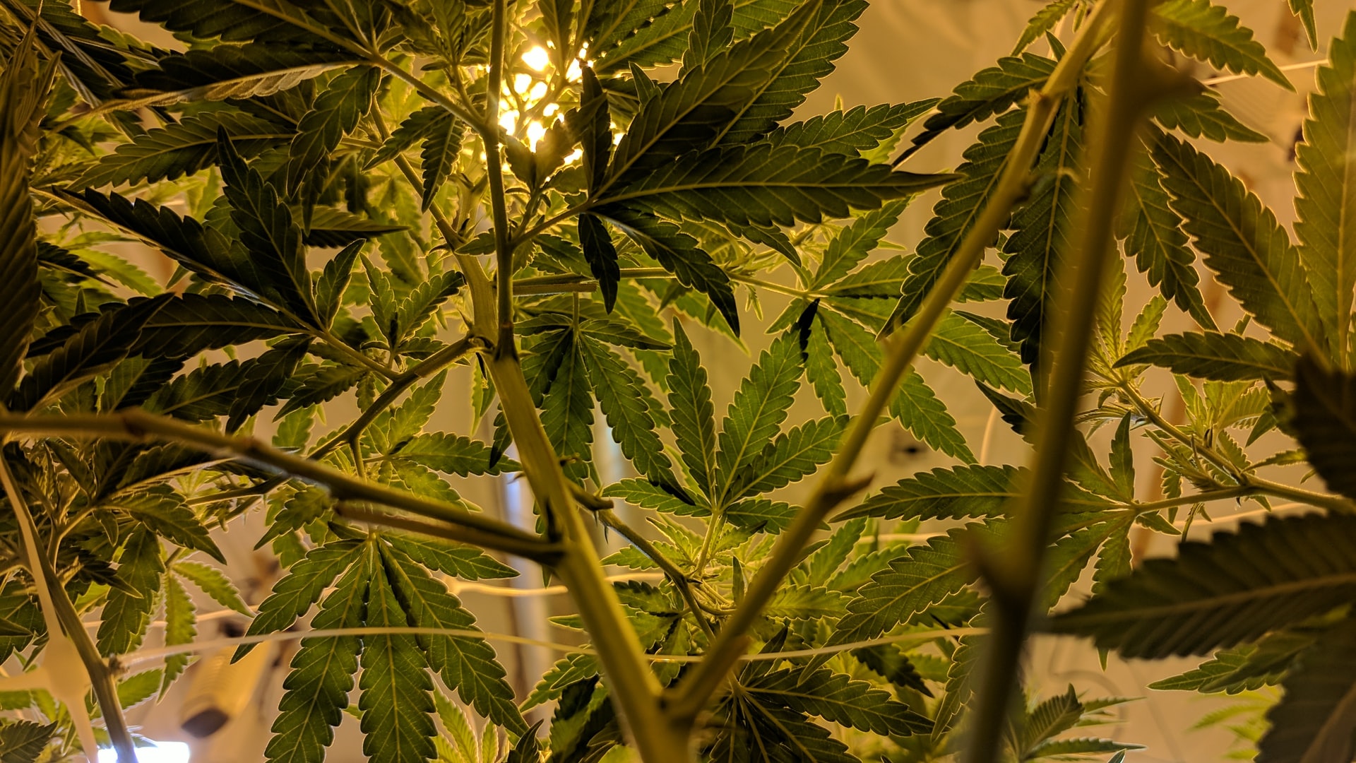 plants in grow tent