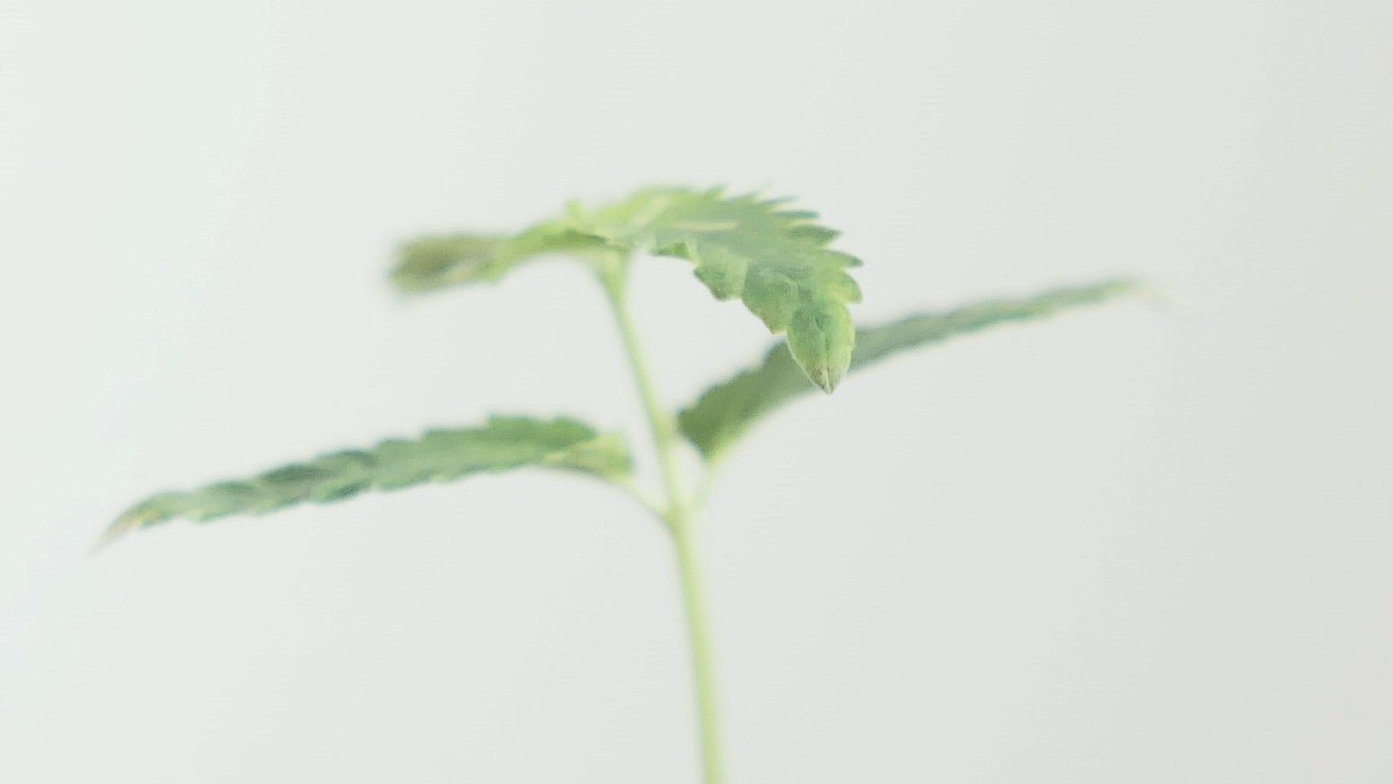 small cannabis seedling white background
