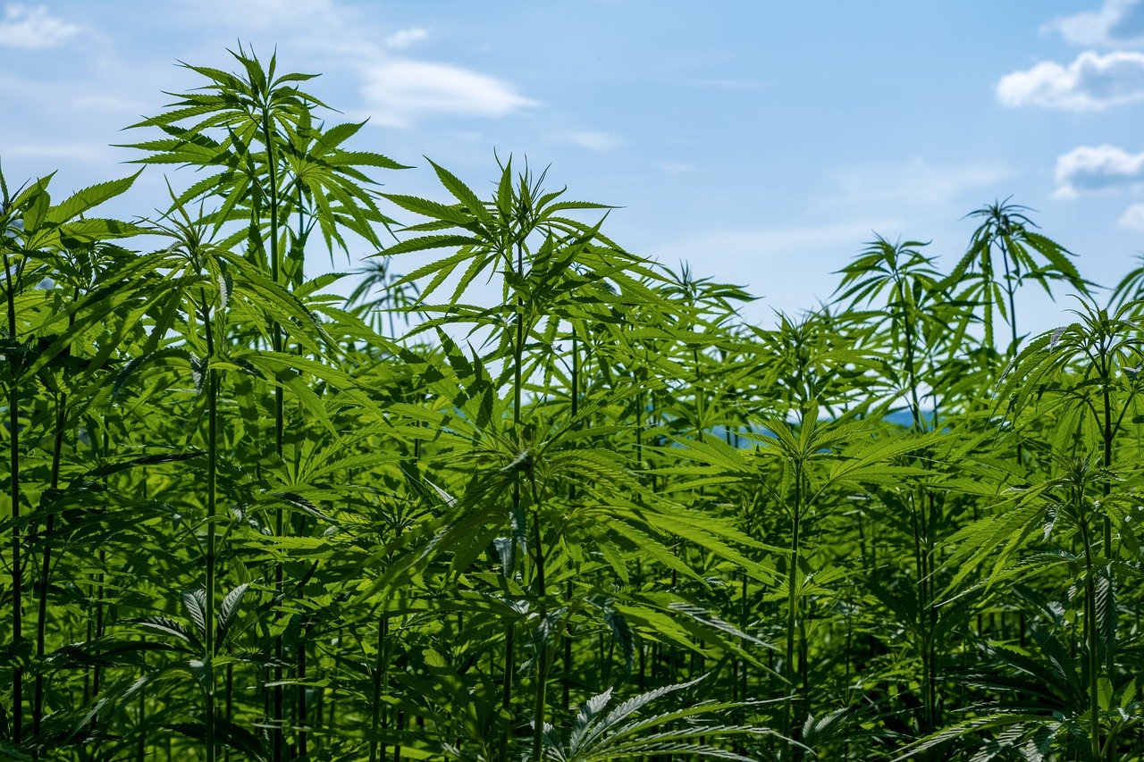 tall hemp plants and blue sky