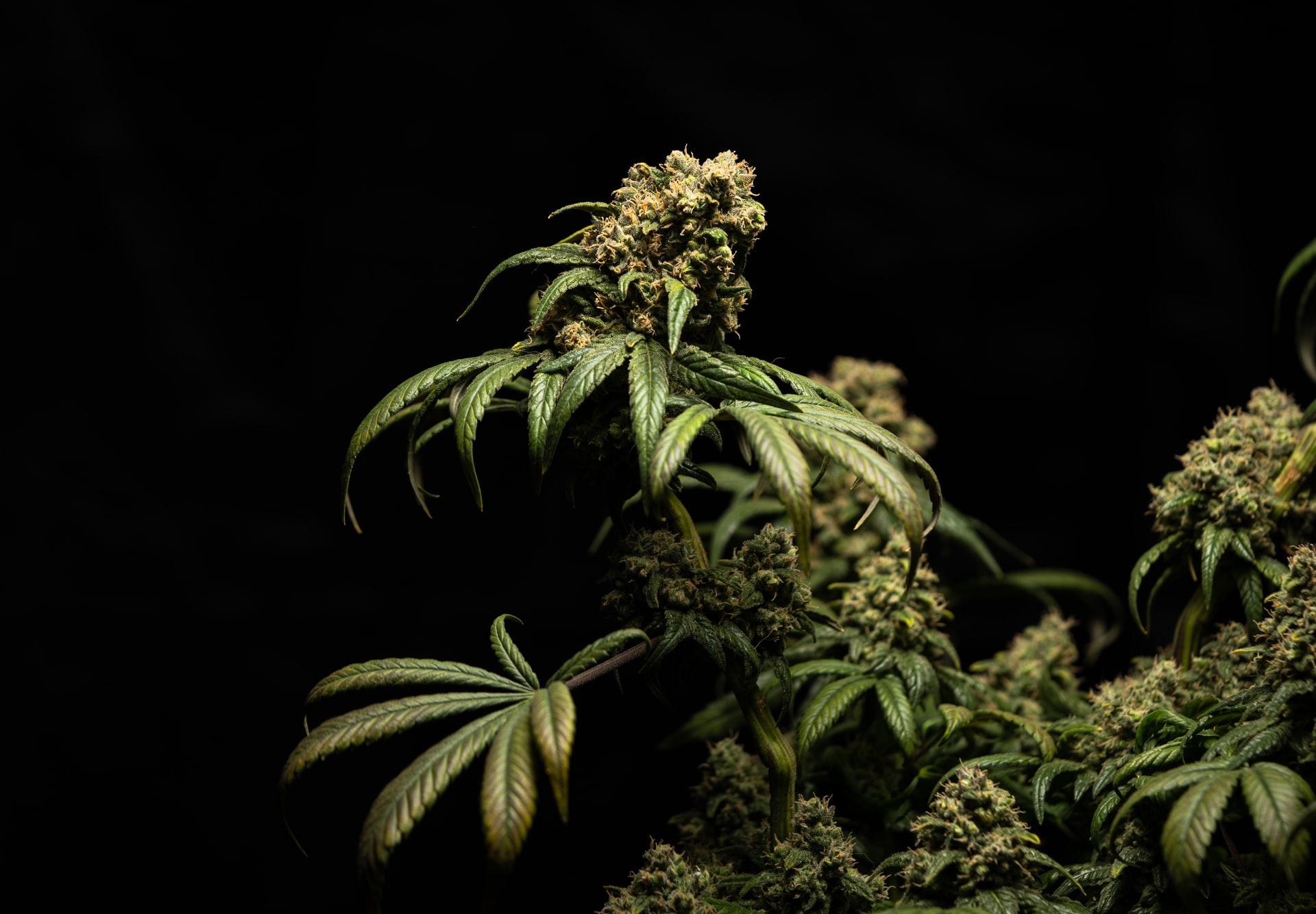 weed flowers against black background