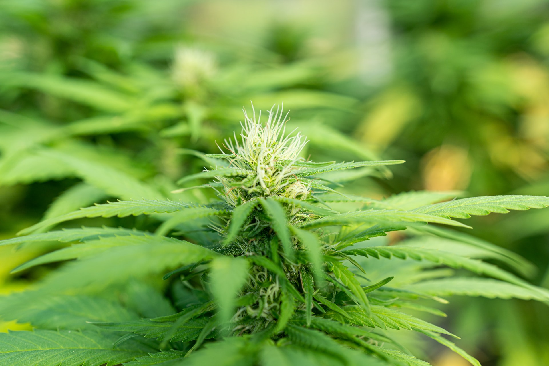 weed plant green leaves