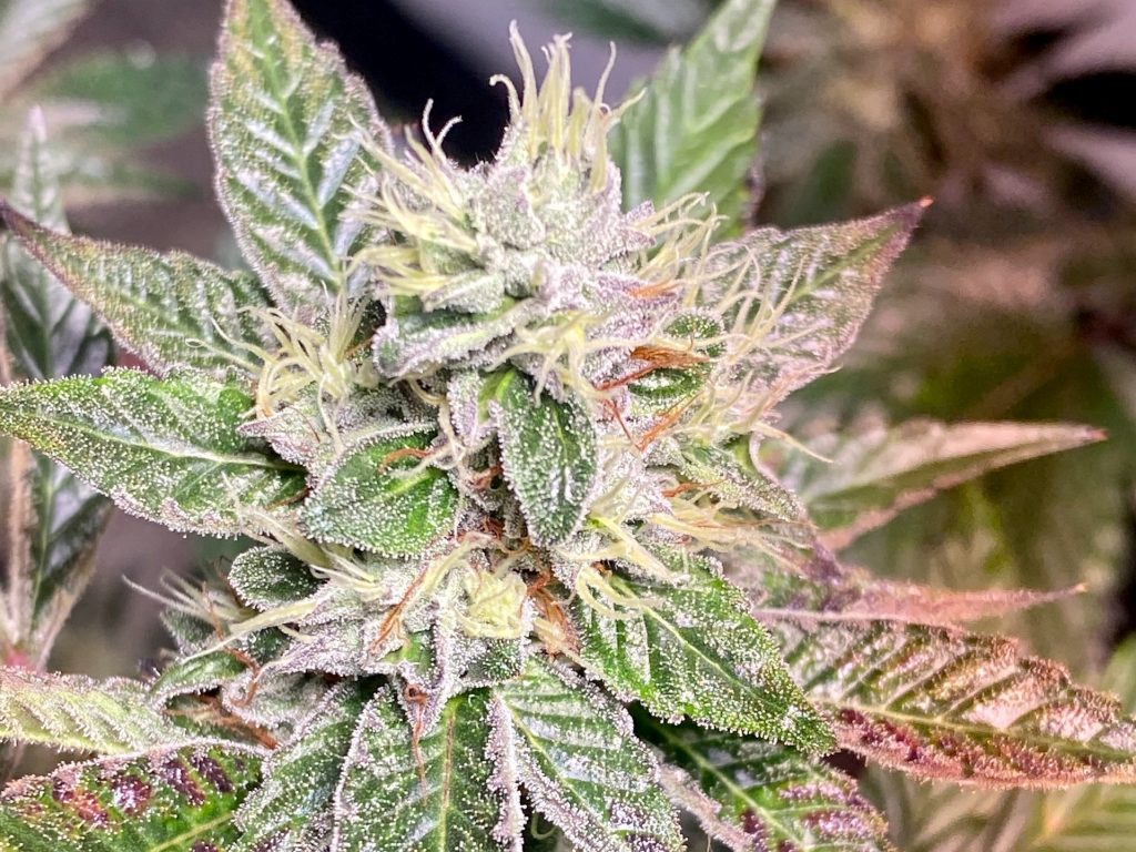Gelato strain flowering