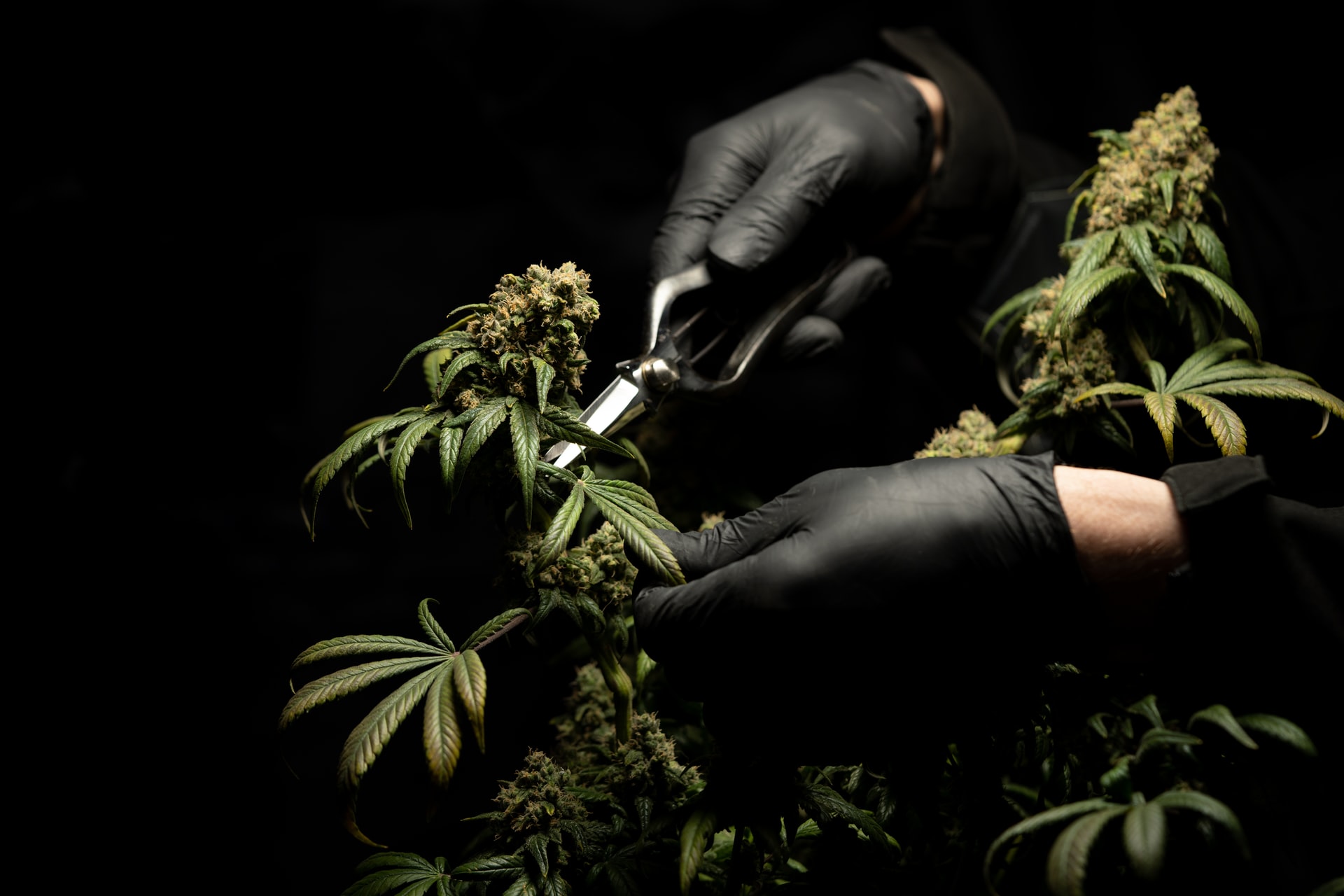 black gloves cutting cannabis leaves