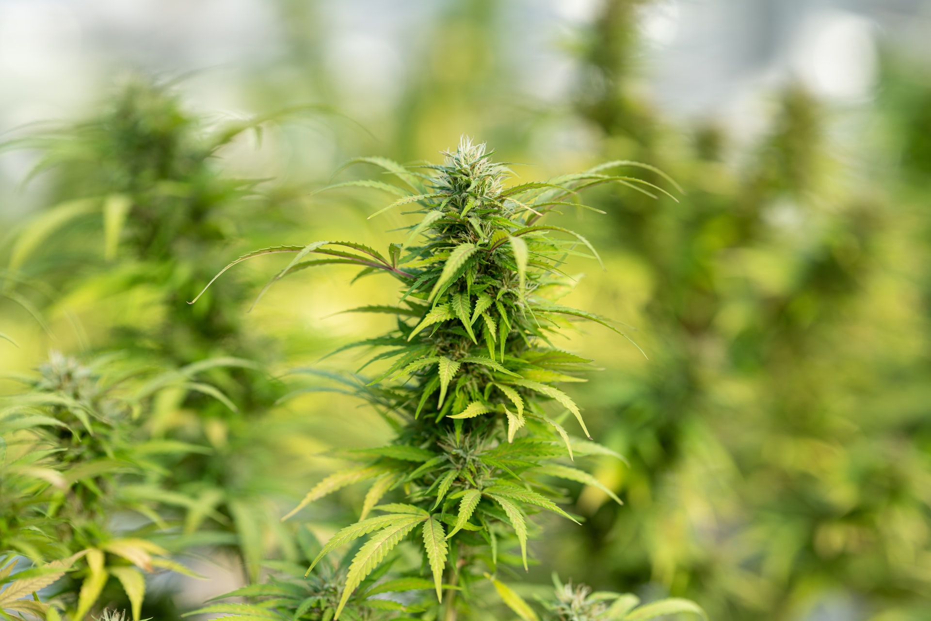 bright green cannabis growing