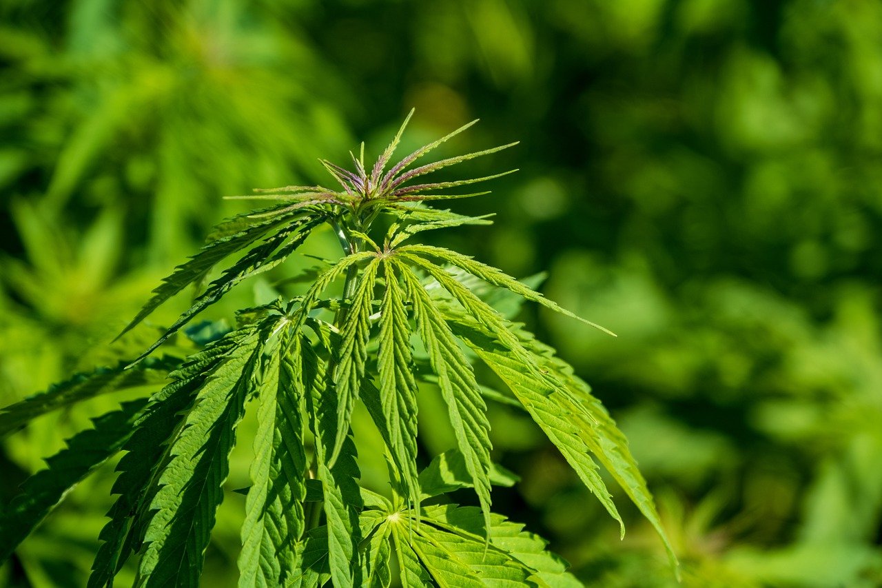 bright green hemp plant close up
