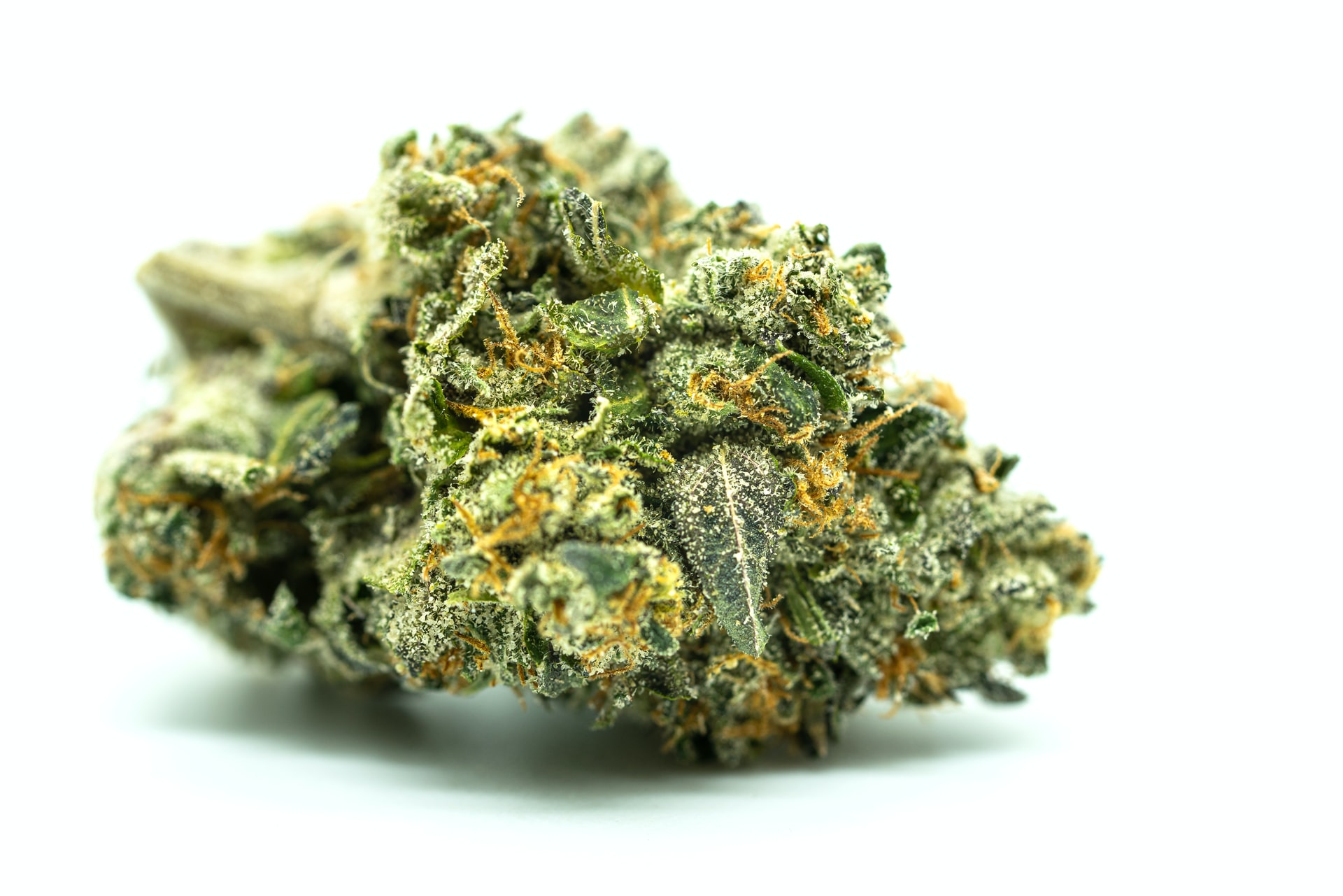 cannabis bud in white surface