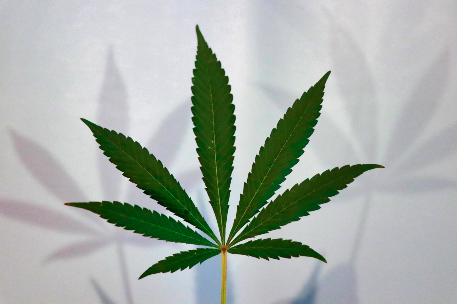 cannabis leaf making shadows on white wall