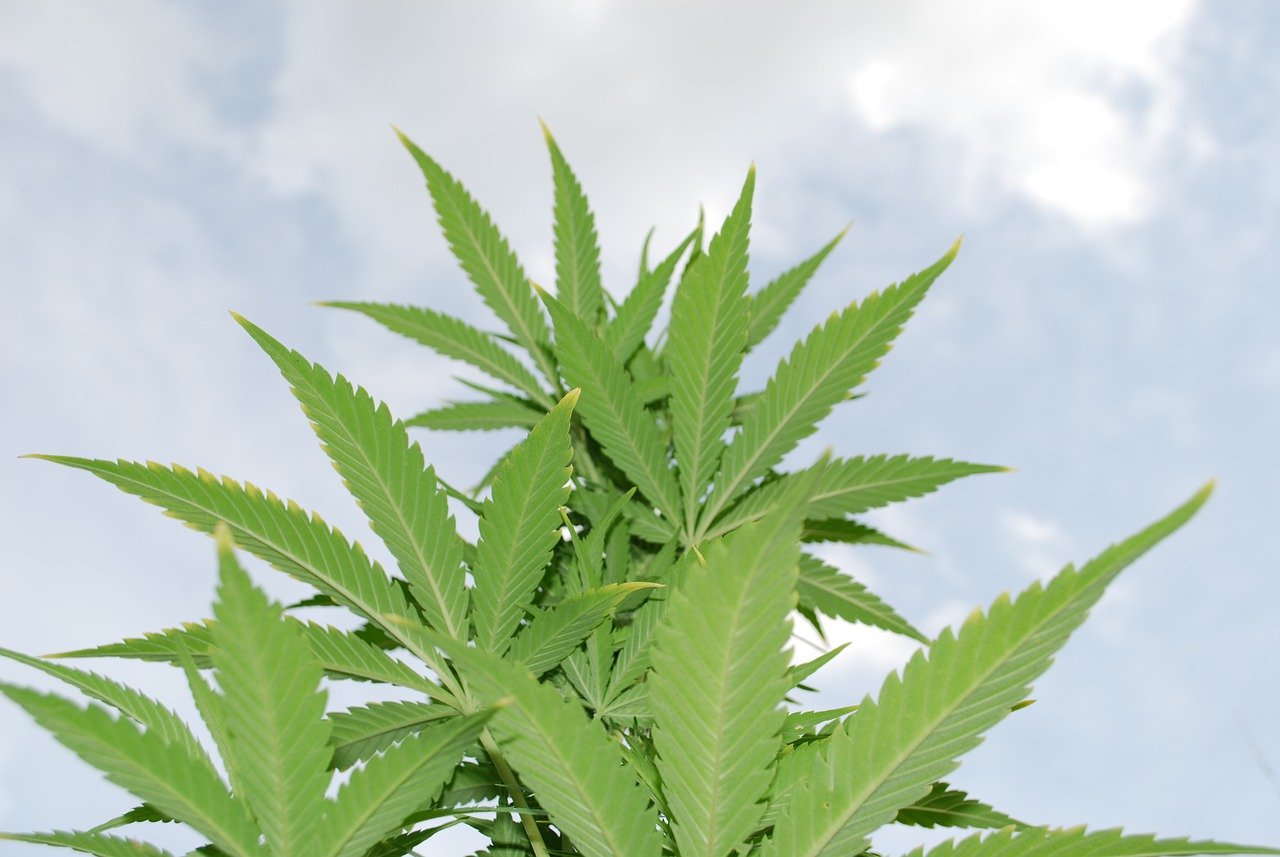 cannabis leaves with sky in background