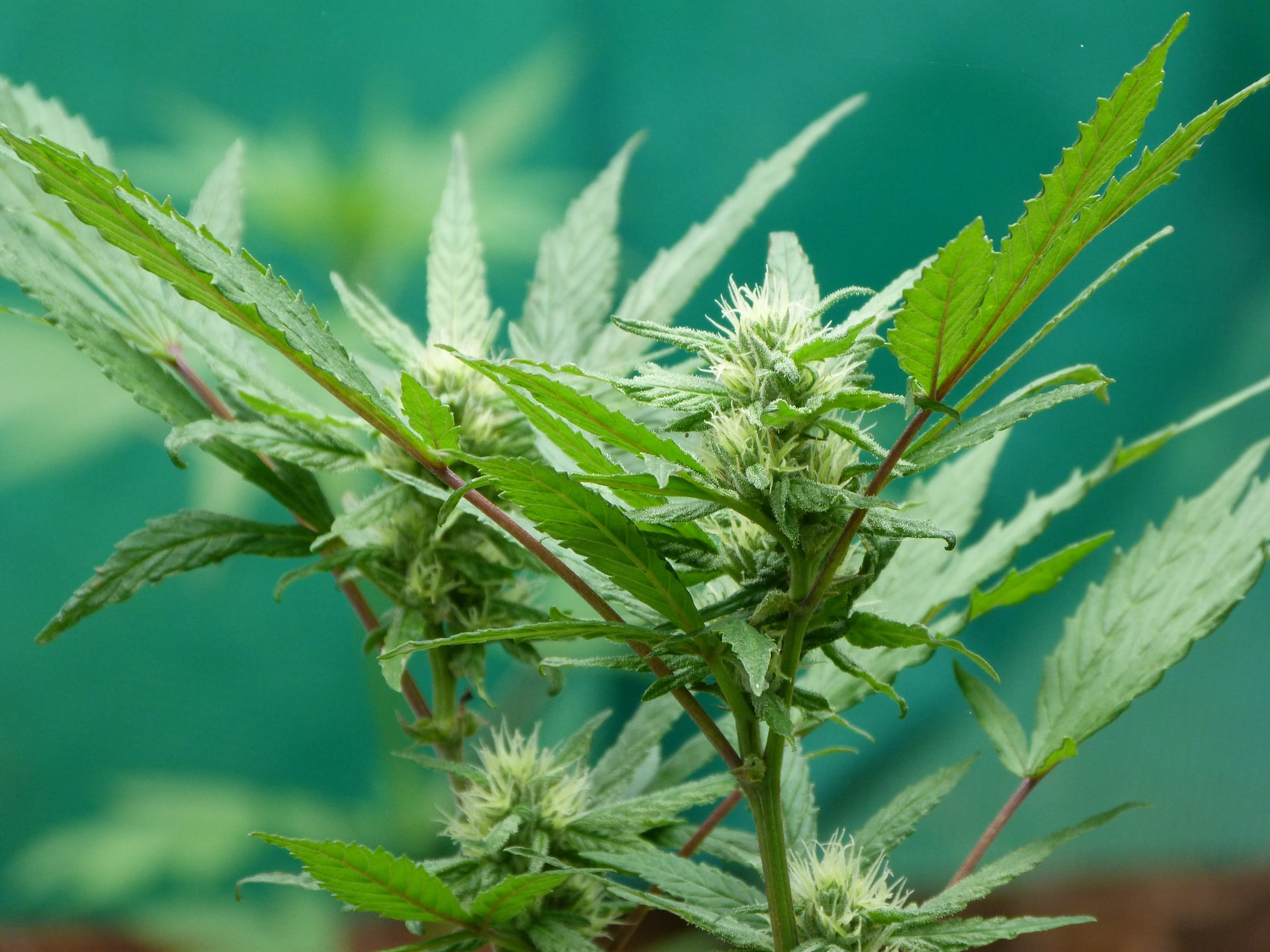 cannabis plant with blurry green background