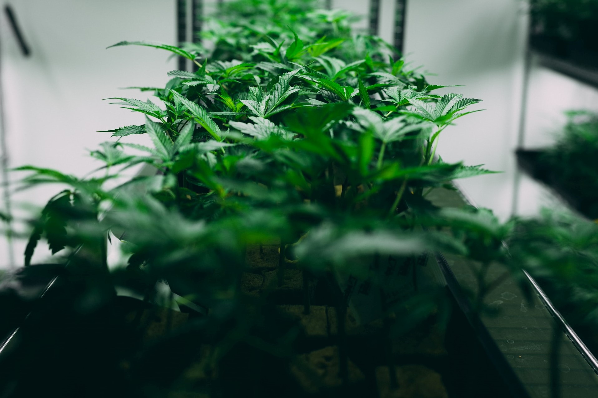 cannabis plants stack on shelf
