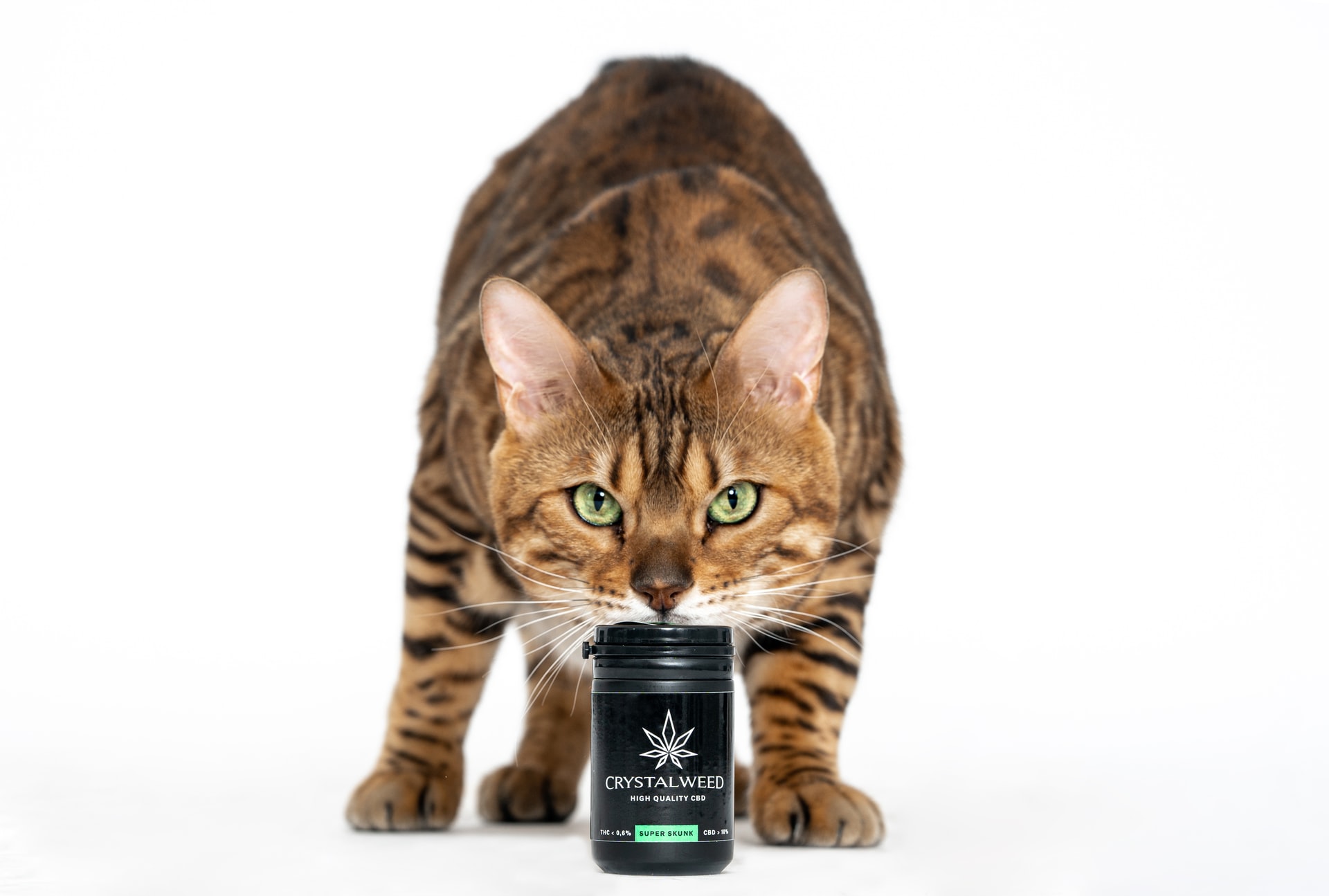 cat resting head on CBD bottle