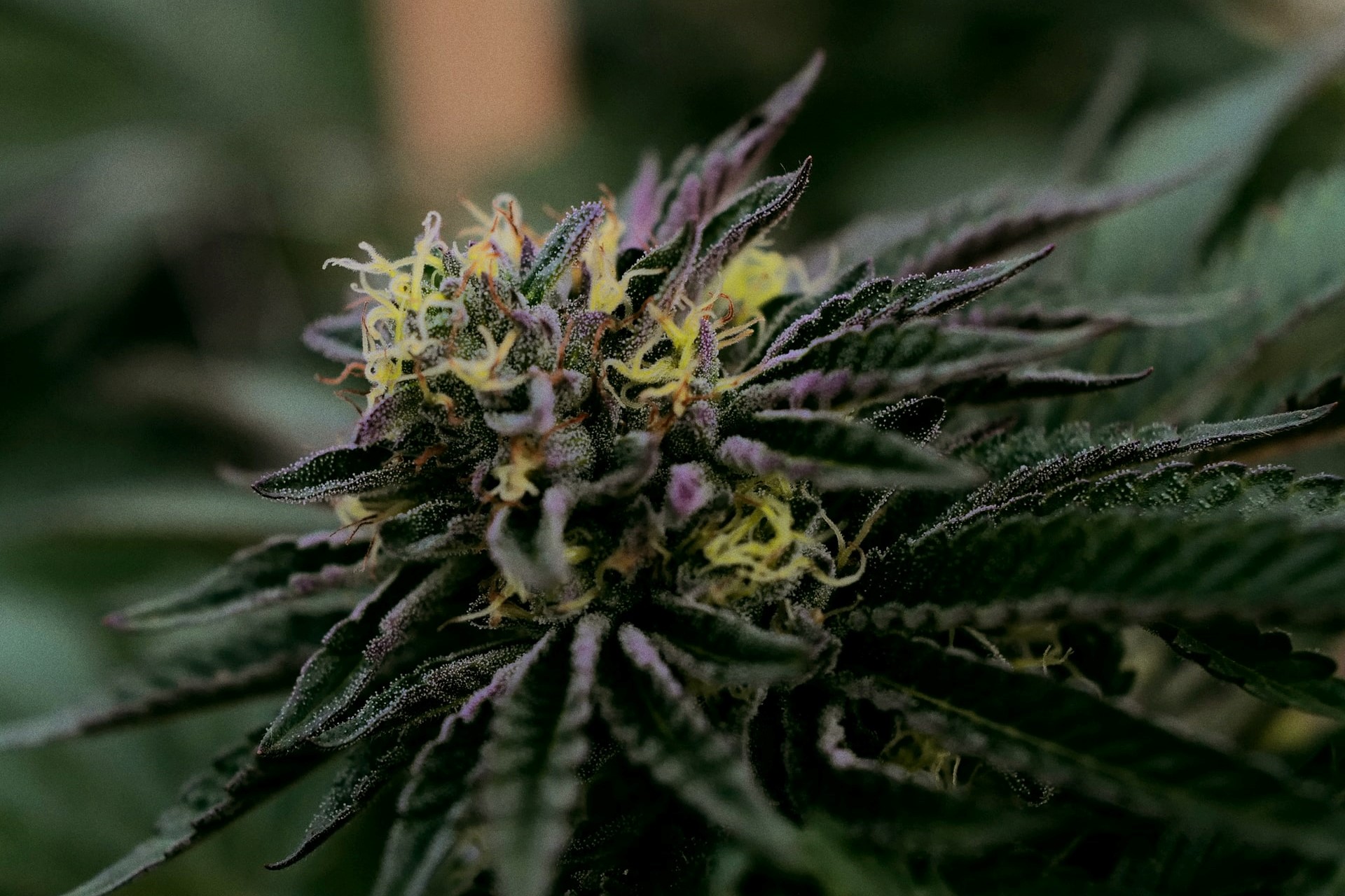close up of dark purple flowers on cannabis plant
