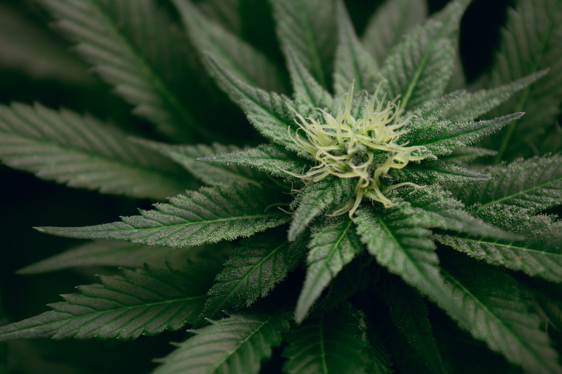 close up of weed crystals on plant