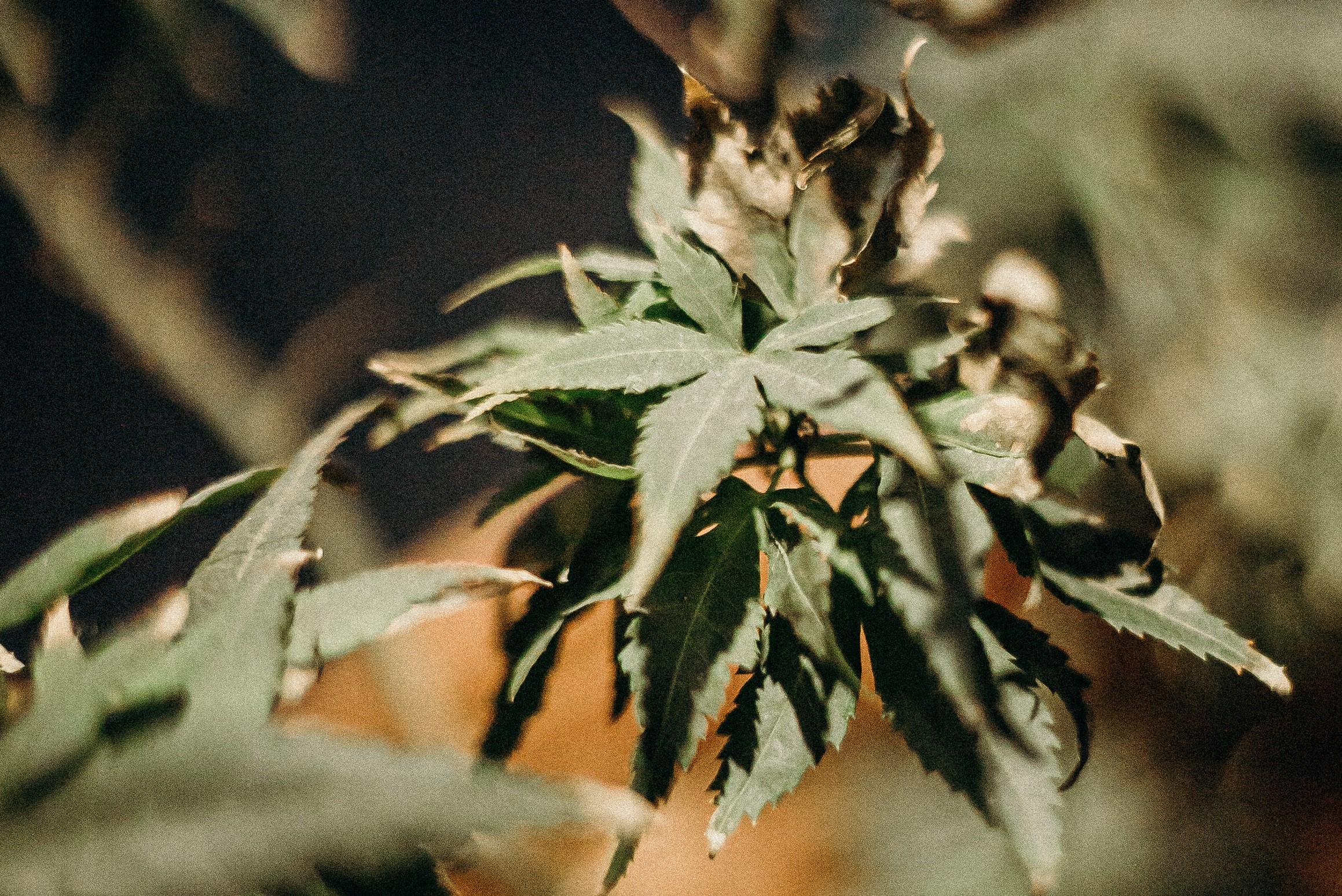 dry looking cannabis leaves