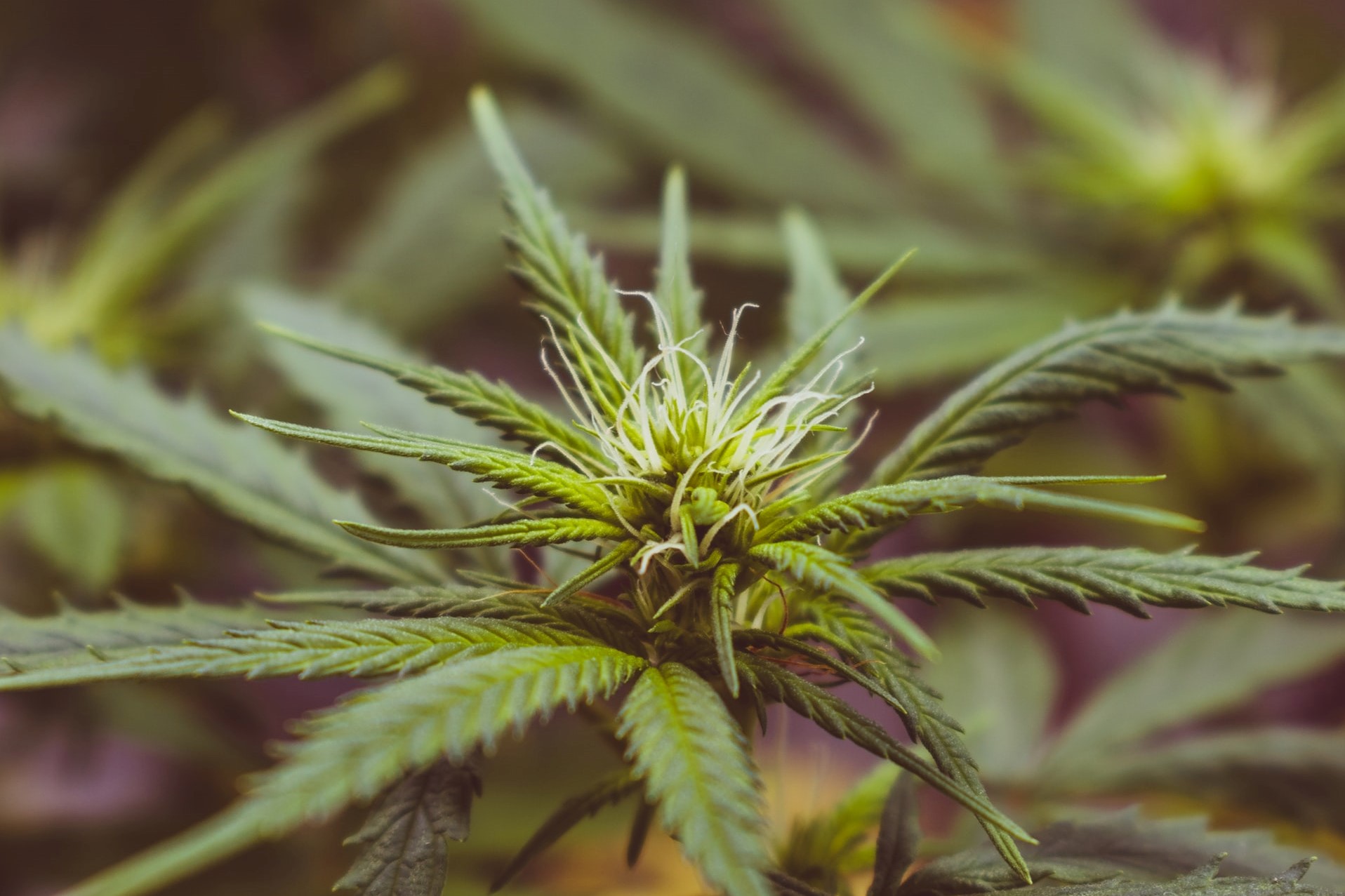 early cannabis flower