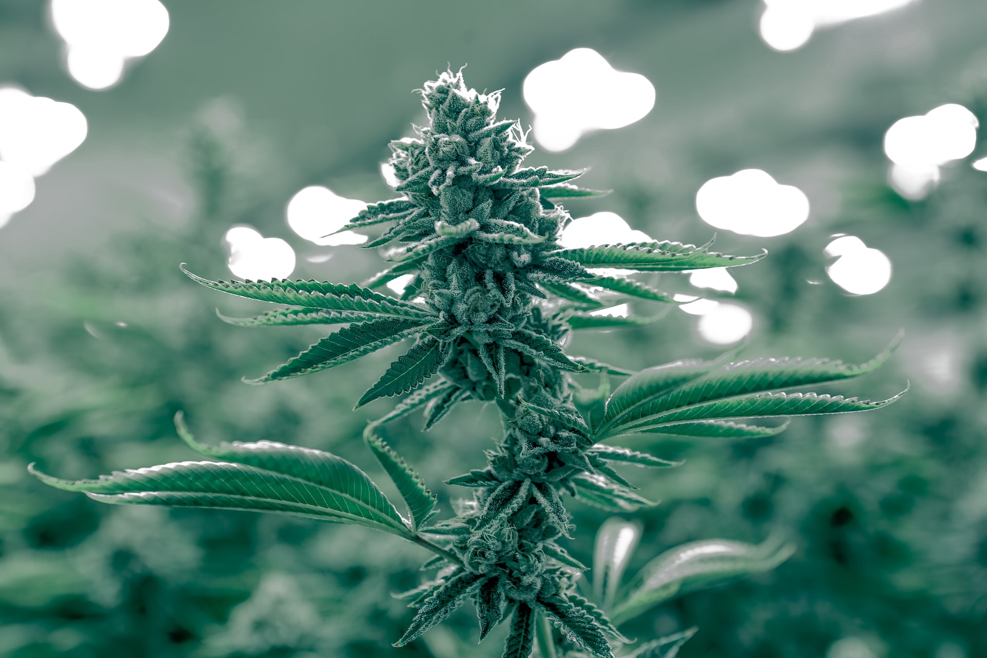 green cannabis flowers and trichomes