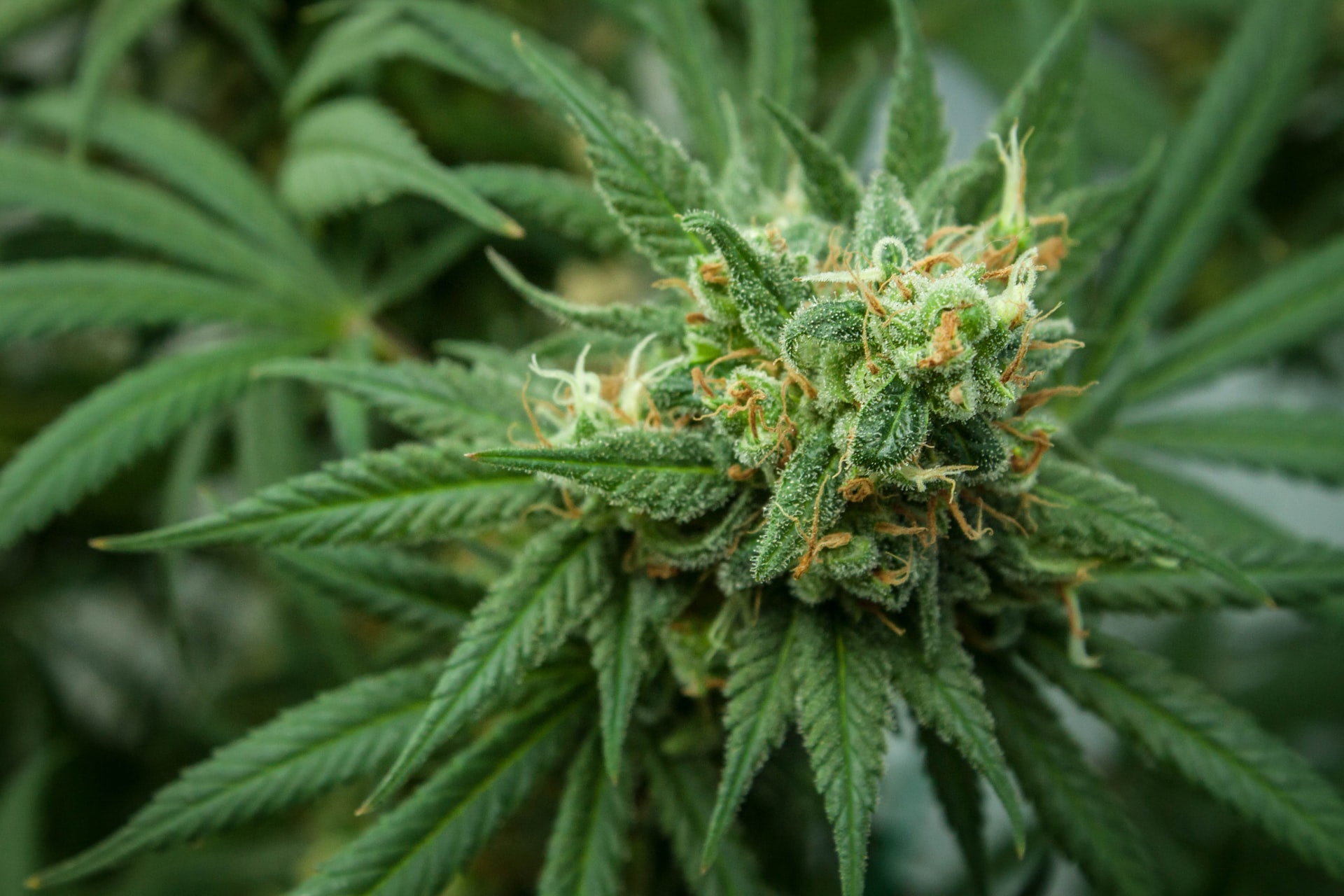 green leaves and yellow cannabis flowers
