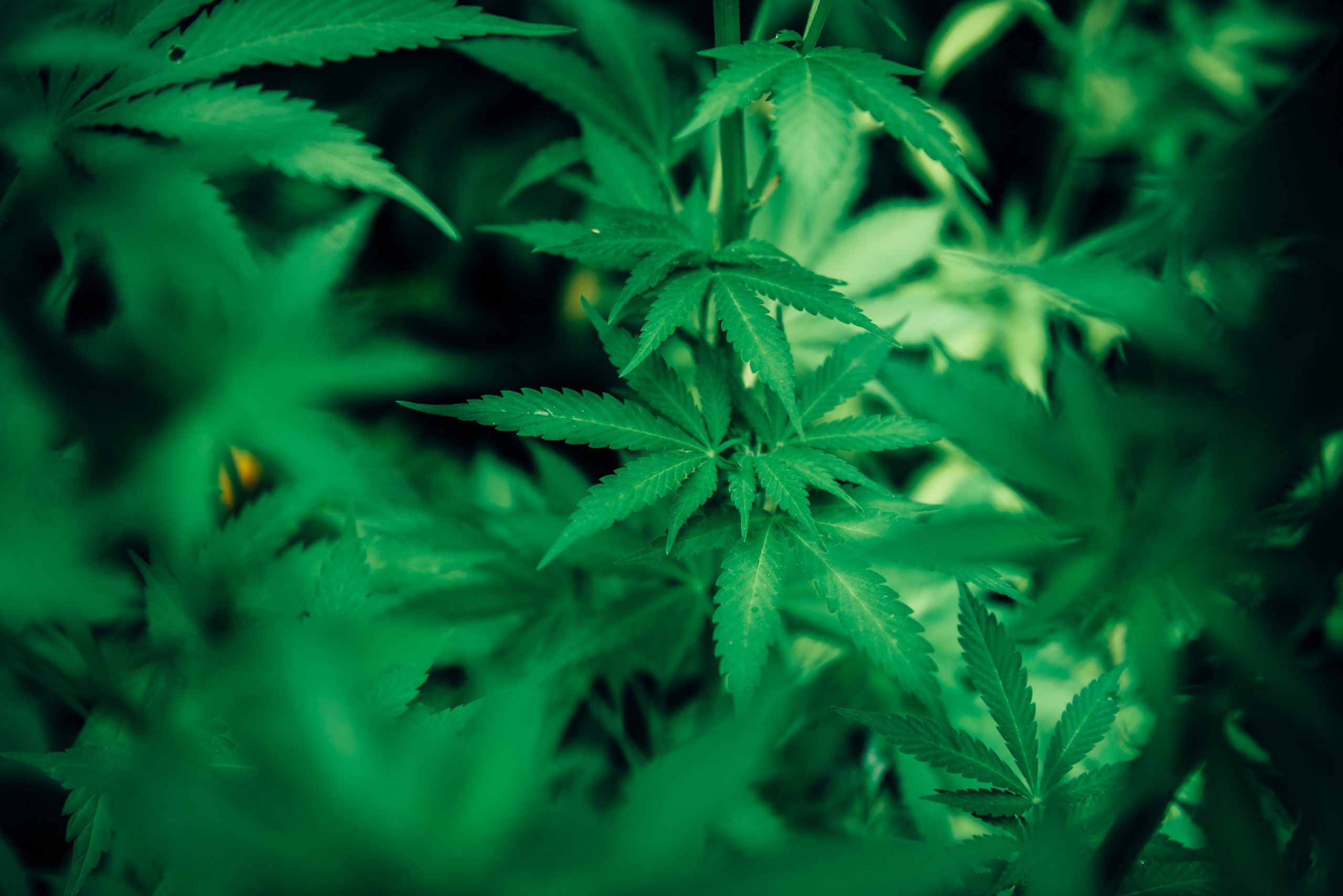green leaves of cannabis plant