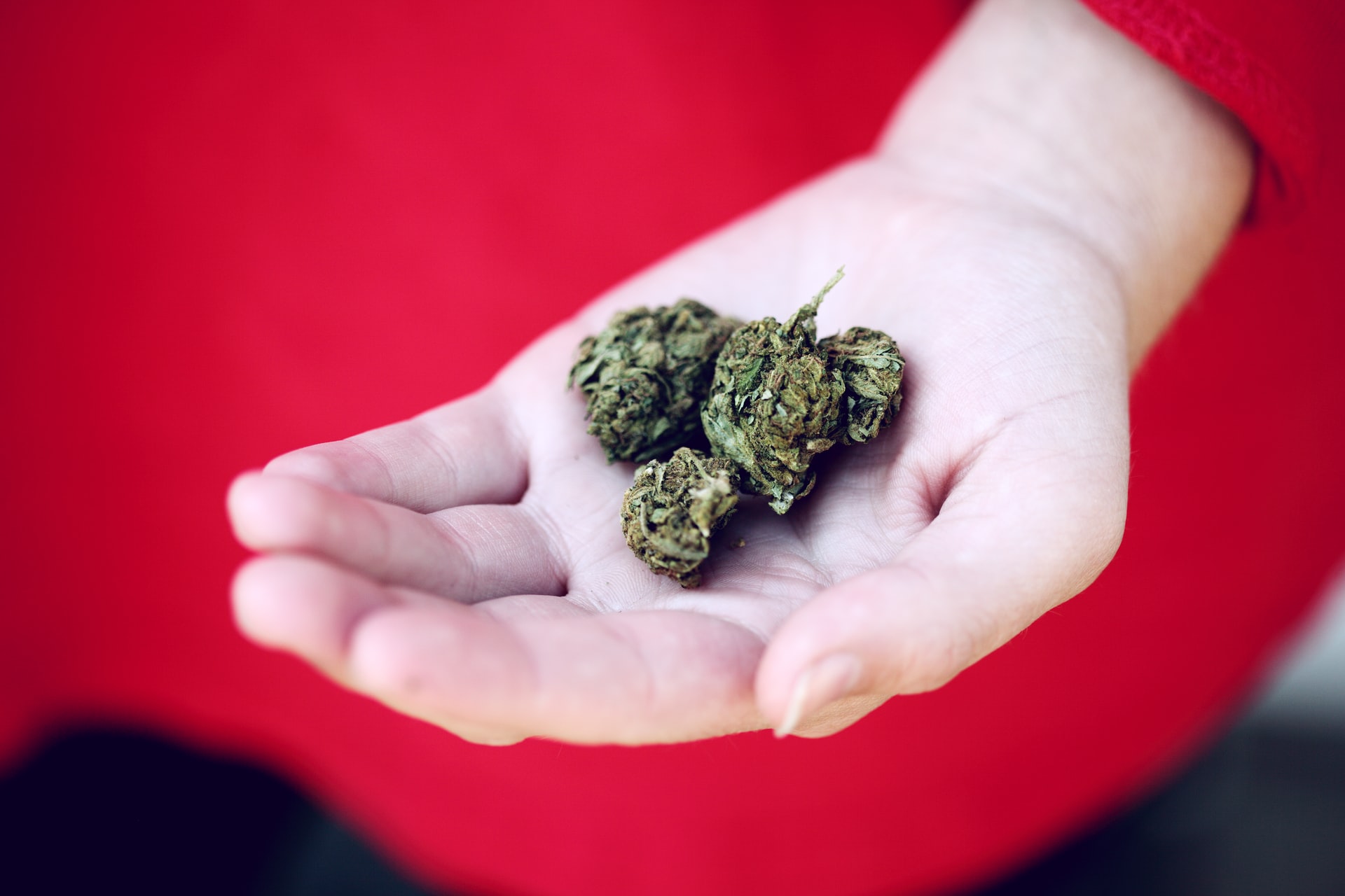 hand holding cannabis buds
