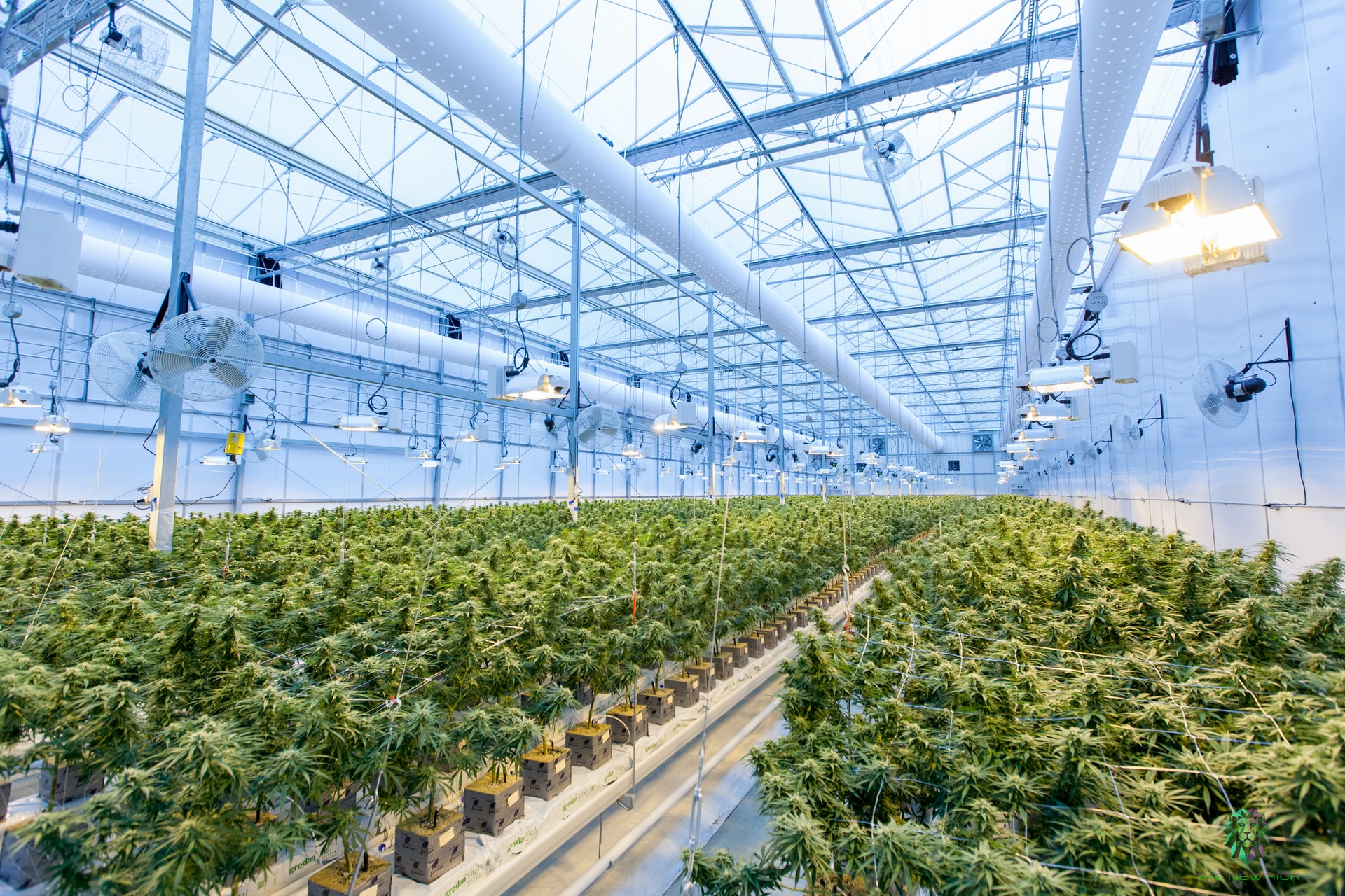 large cannabis warehouse
