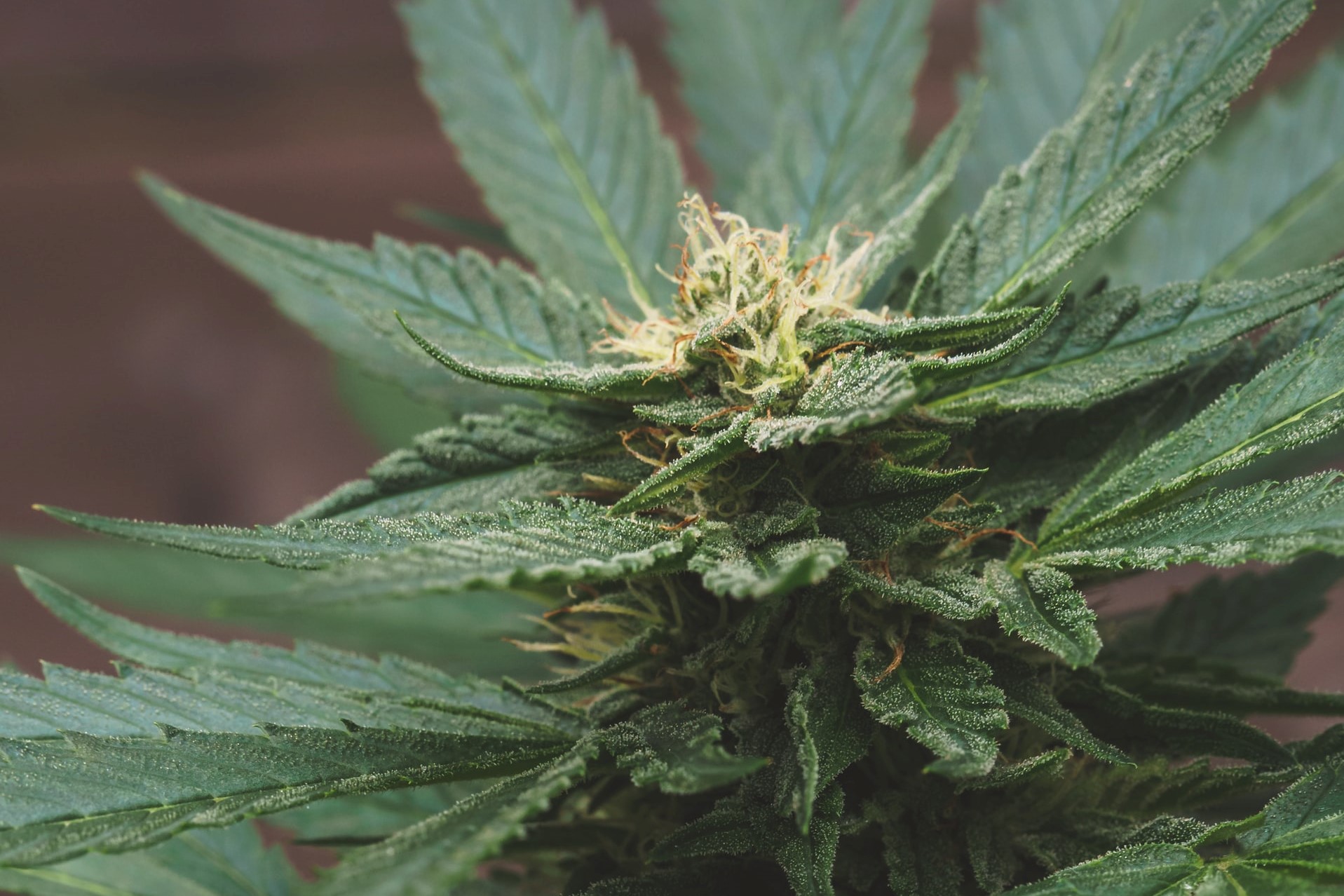 marijuana flower