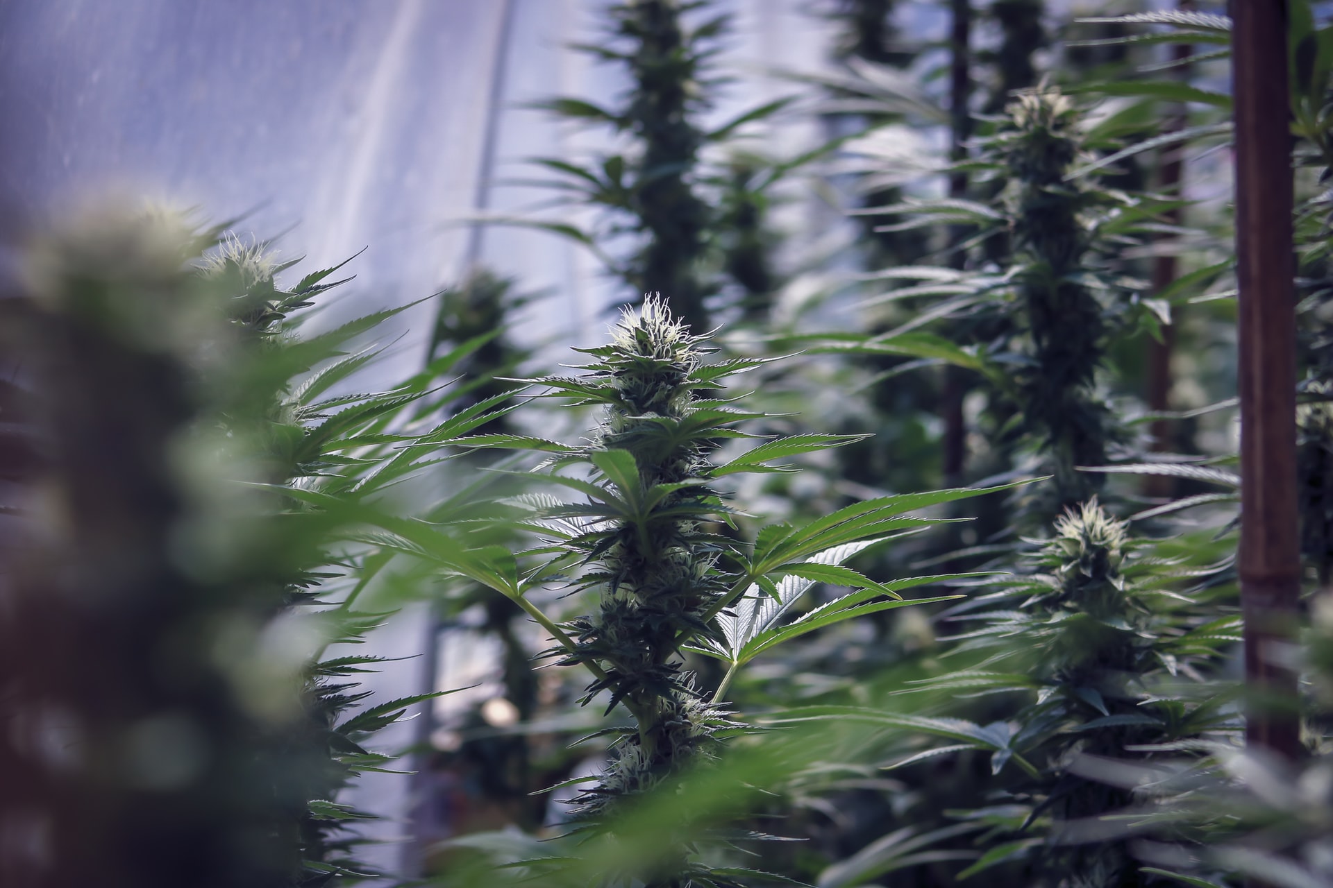 marijuana growing in greenhouse