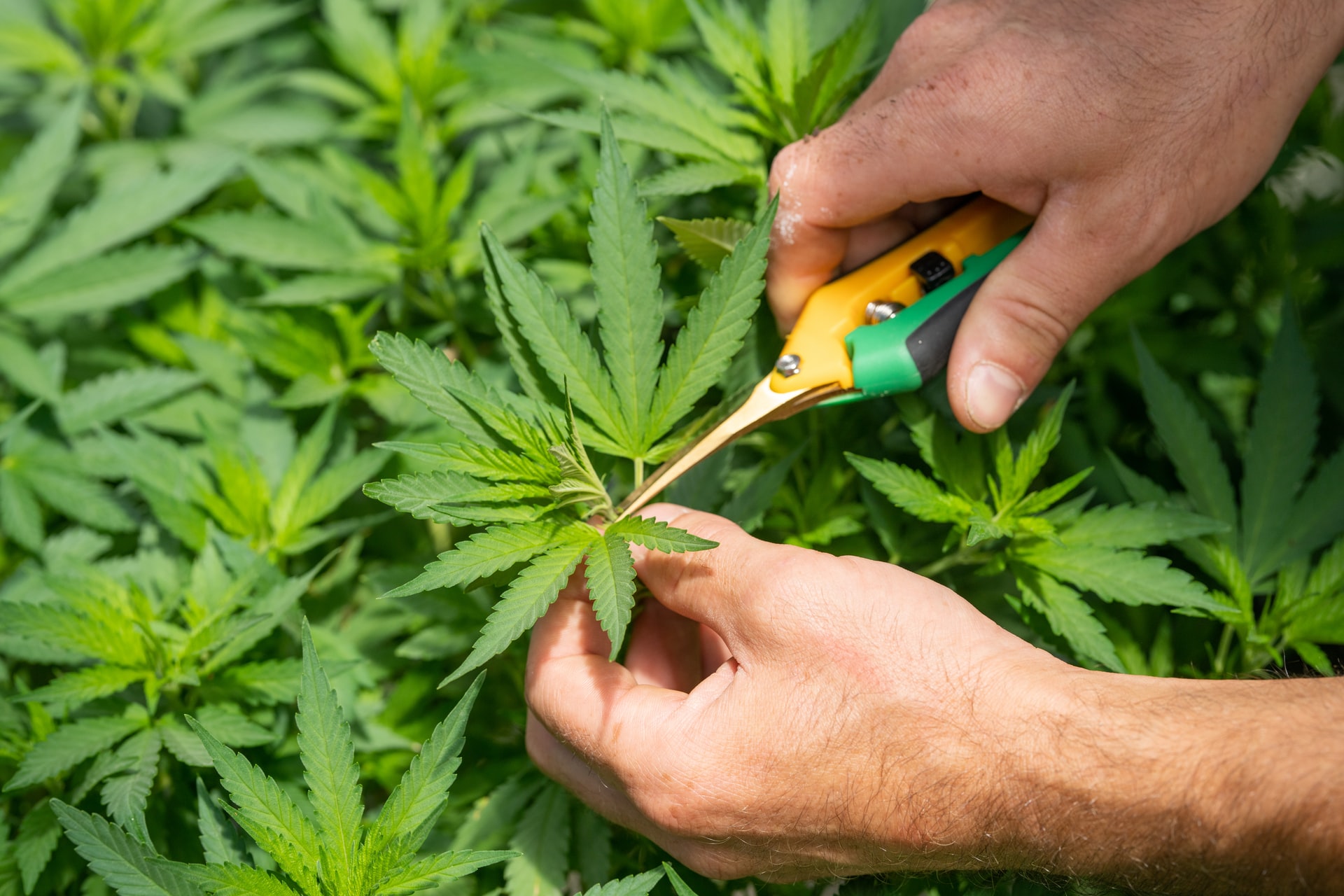 mens hands snipping cannabis plant with pliers