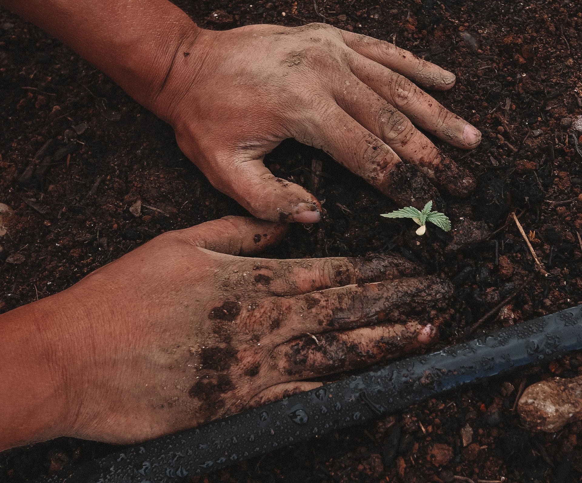 patting in cannabis seedling into soil