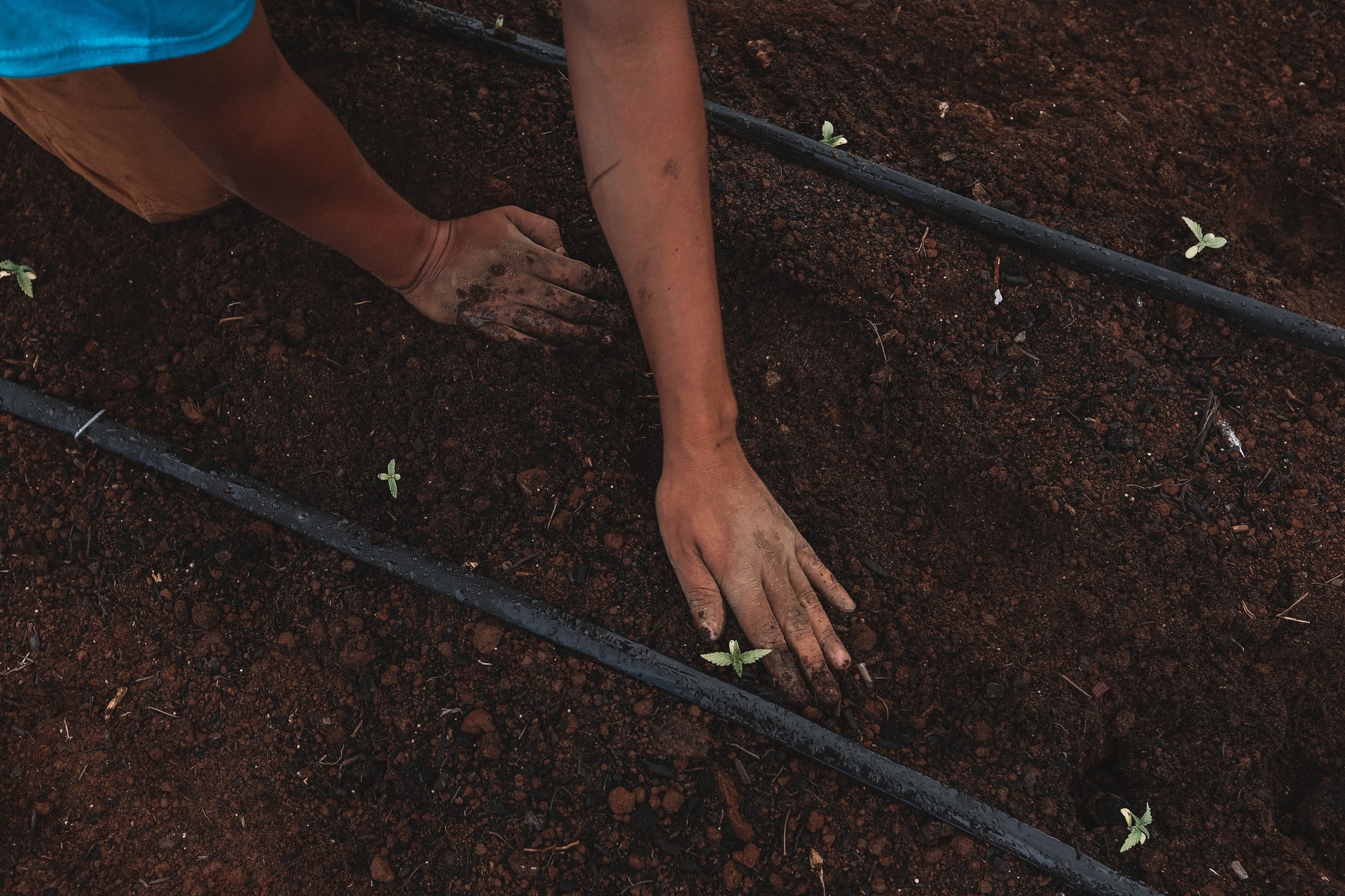 person planting cannabis seedlings in ground