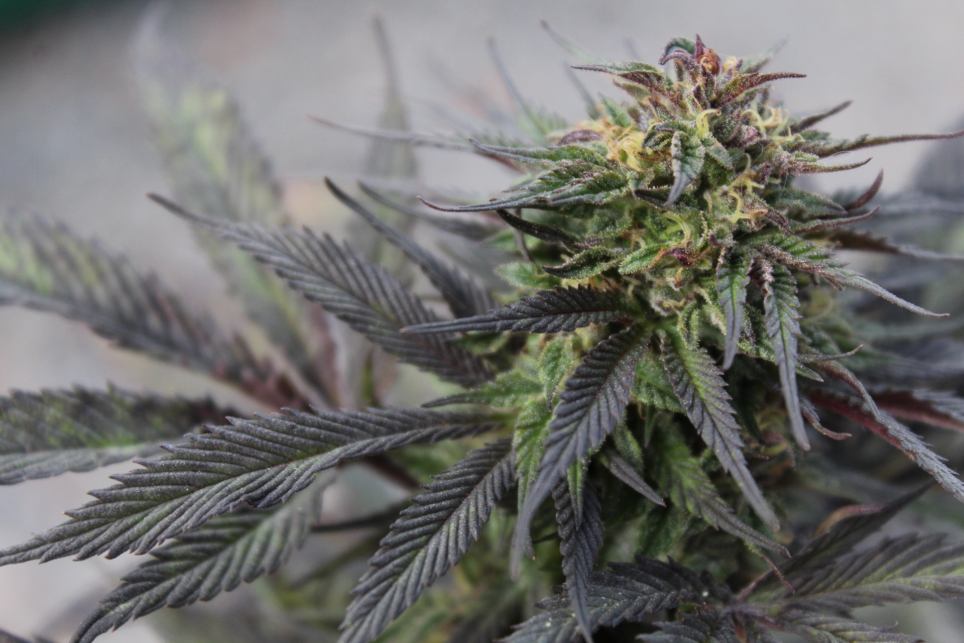 purple cannabis leaves and crystals on flowers