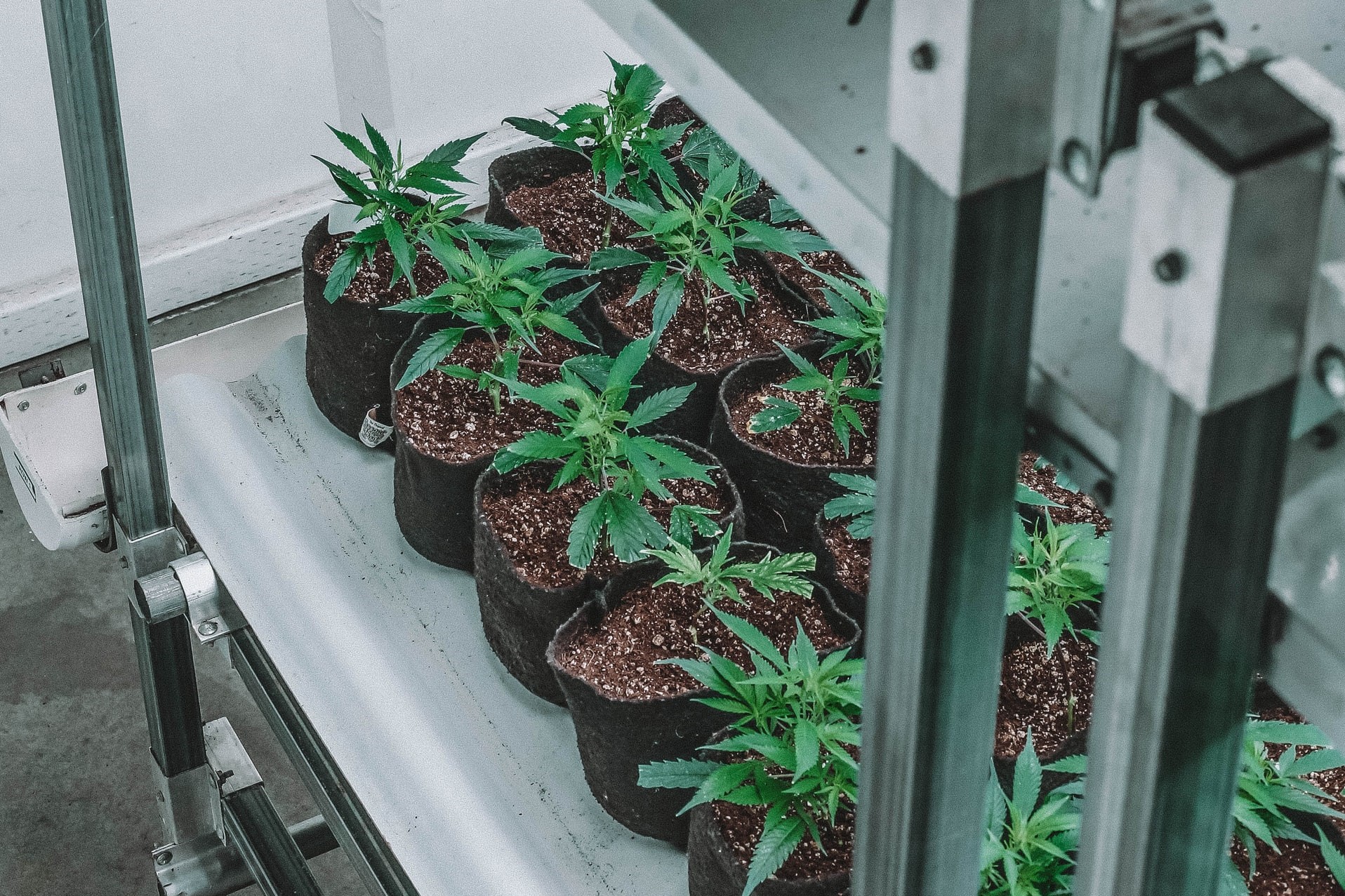 rows of small cannabis plants on trolly