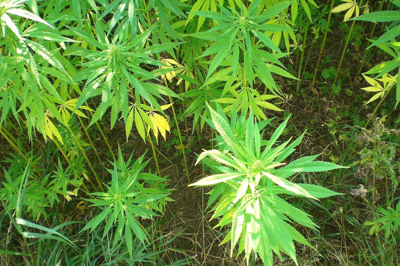 small cannabis plants in pots