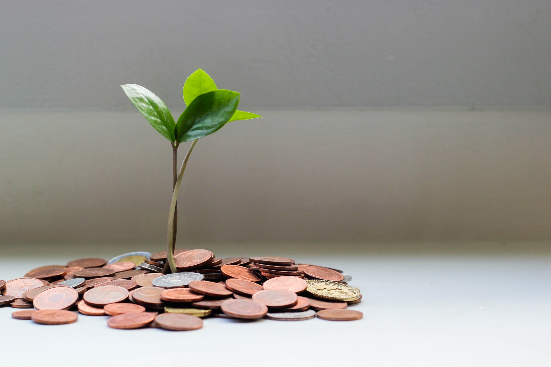 small plant growing on coins