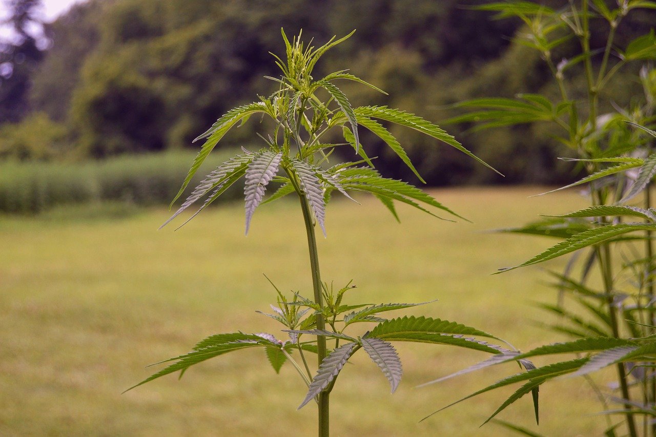 stem and leaves of hemp plant growing in field