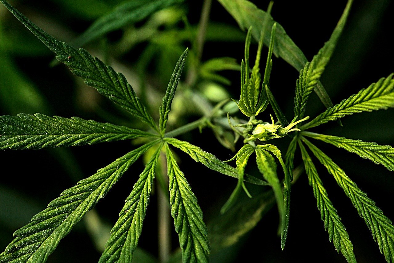 weed leaves with black background