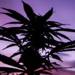 Cannabis Plant Silhouette